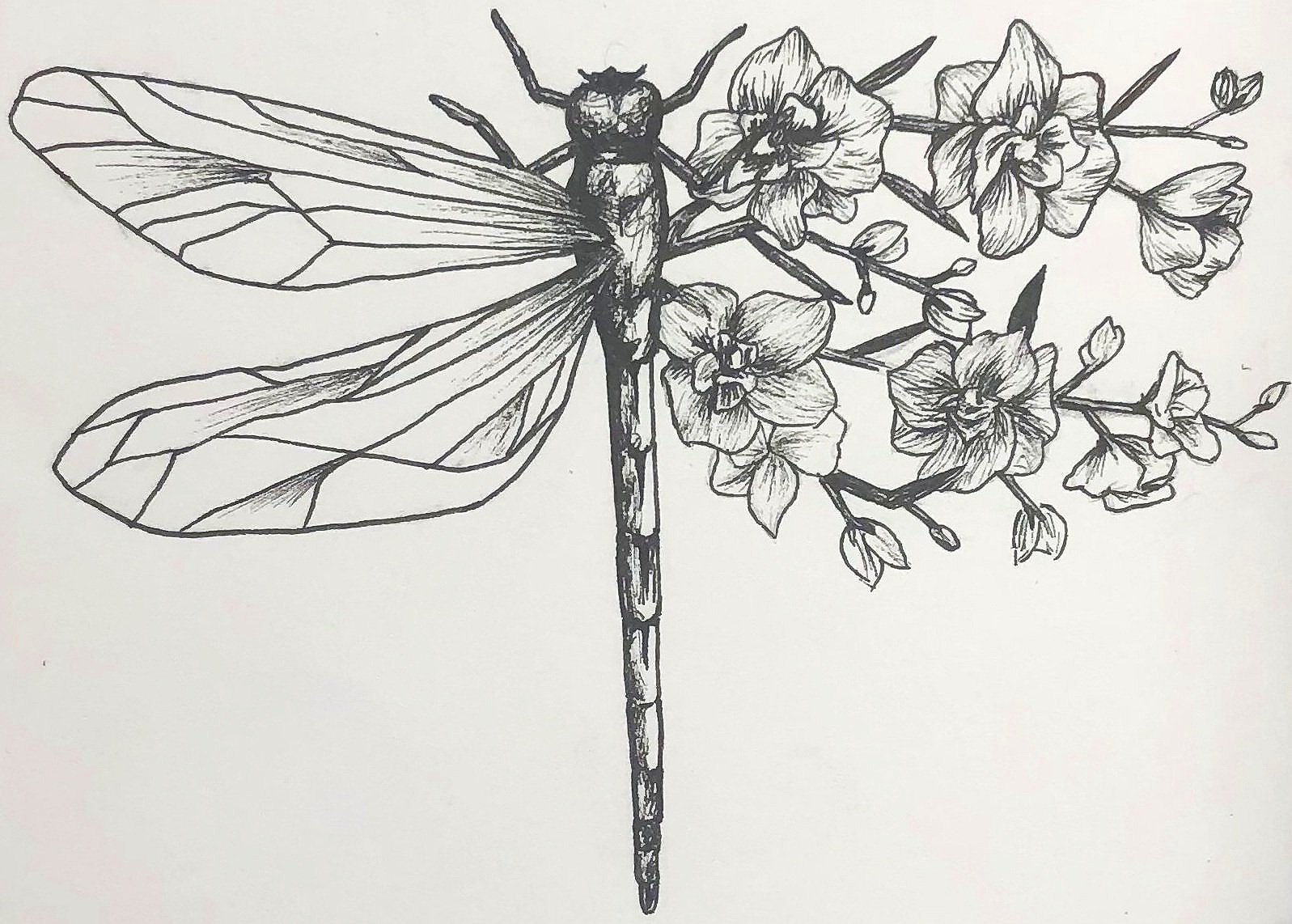 dragonfly.jpg