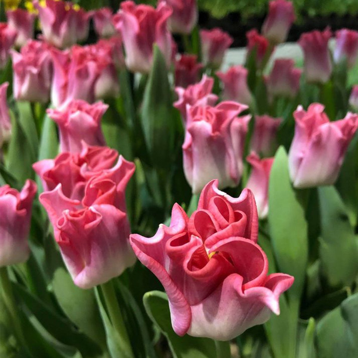 tulip-crown-of-dynasty-product-on-thursd-feature.jpg