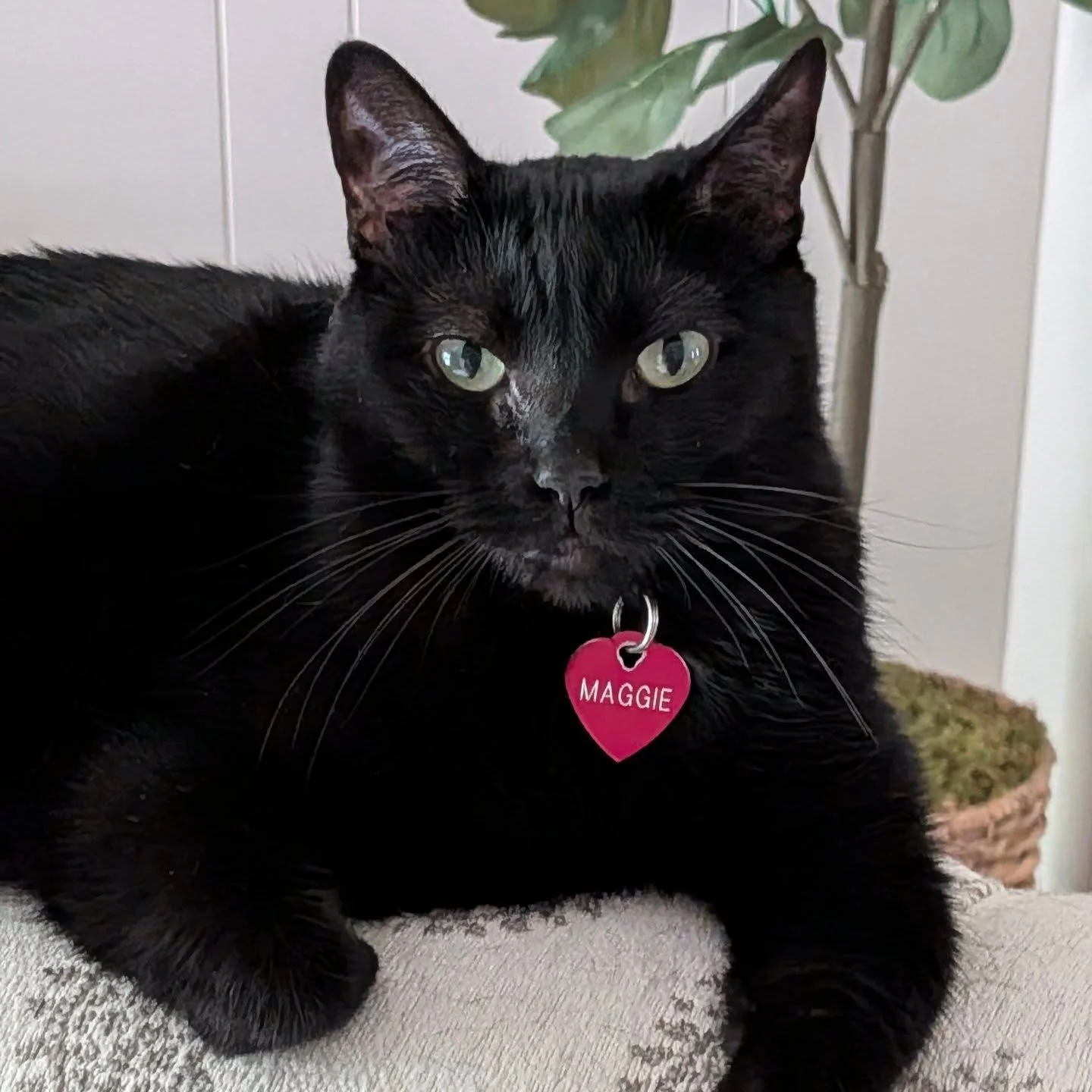 ✨Oh Maggie Moo, how you brighten our days. ❤️

When we lost our 20 year old cat, Gracie Lou last September I told Steven I didn't want another cat. I had zero intentions of ever getting another. 

The Lord knew better. He knew just the girl for us. I