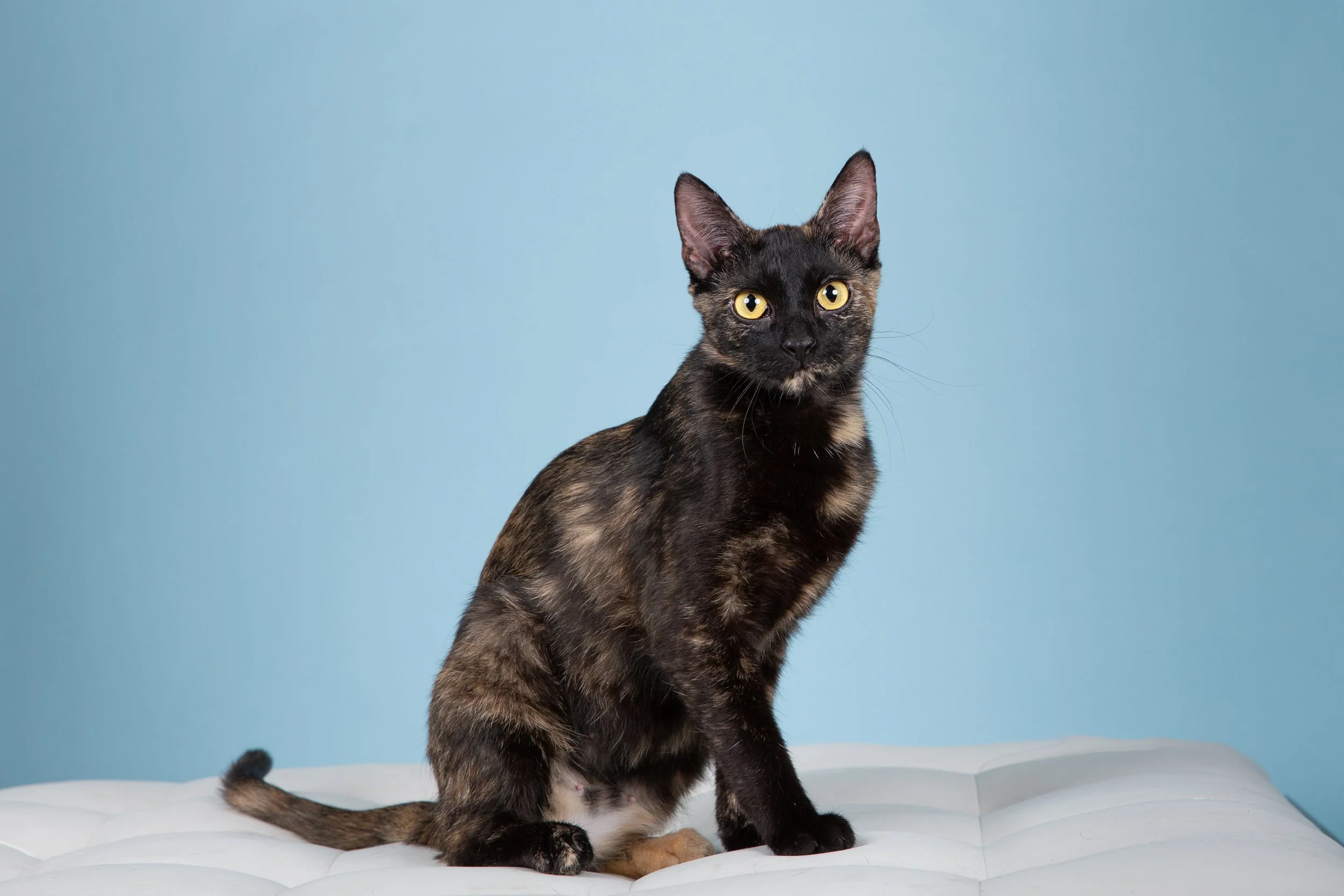 The Magic of Cat Portraits