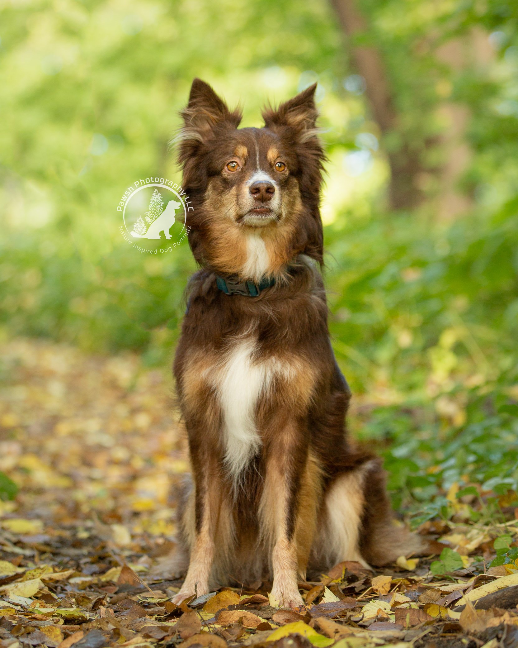 Aussie dog sits in the spring grass for his professional photography session in Minneapolis