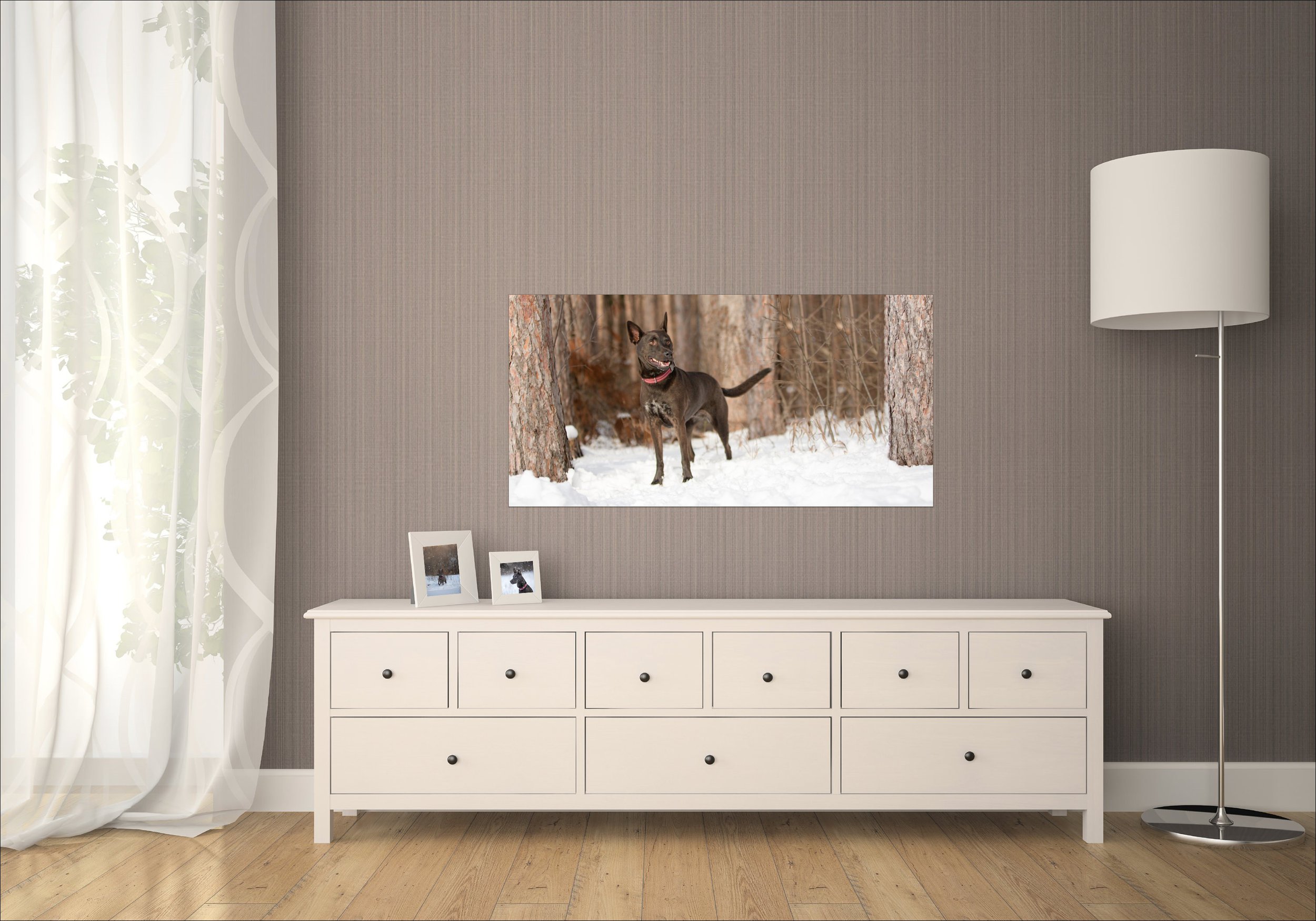Large Acrylic photograph of a dark brown dog in the St Paul woods hanging ins a Minneapolis bedroom.