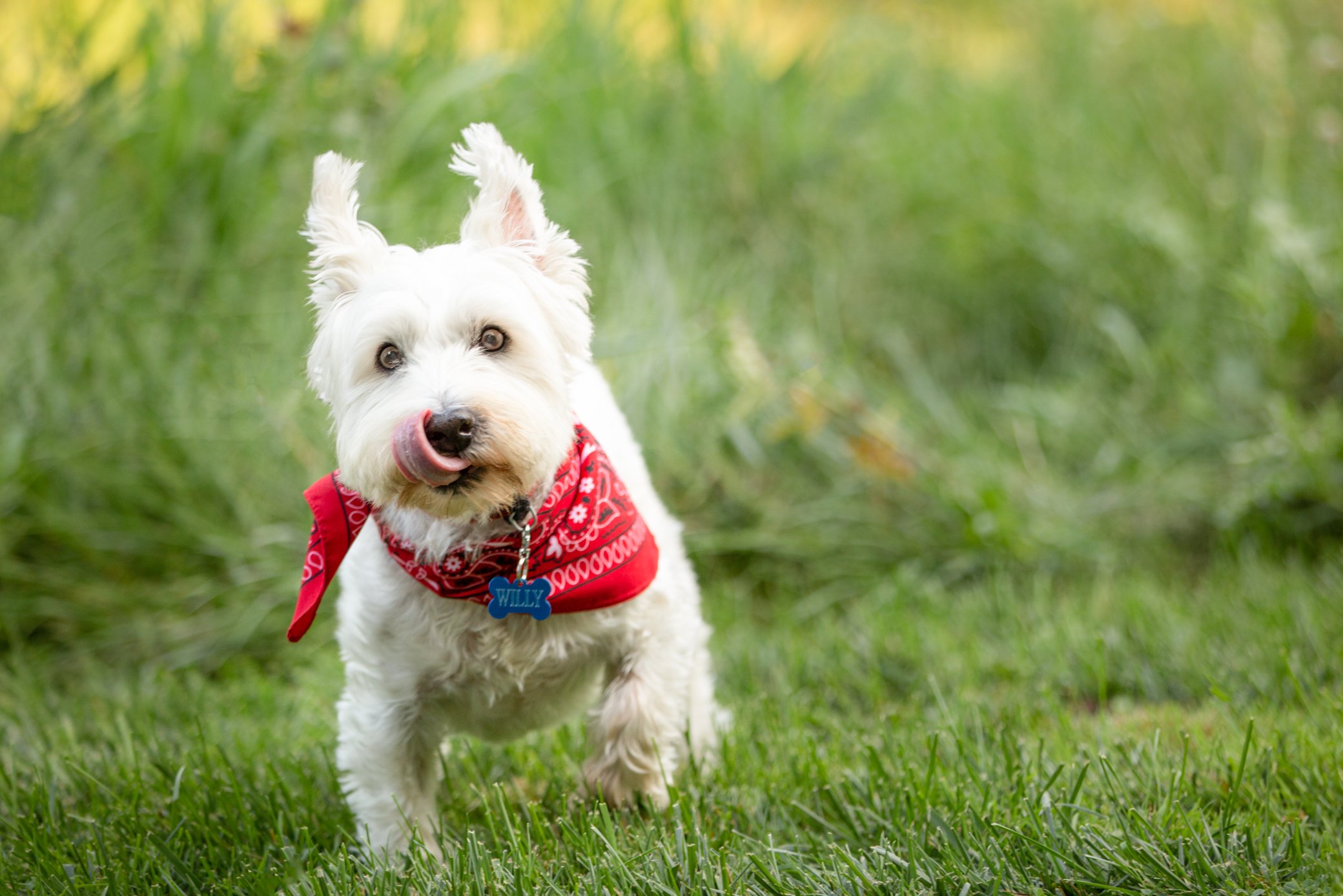 White westie dog with a red bandana is standing in a field in a Minneapolis park.  The dogs tongue is out.