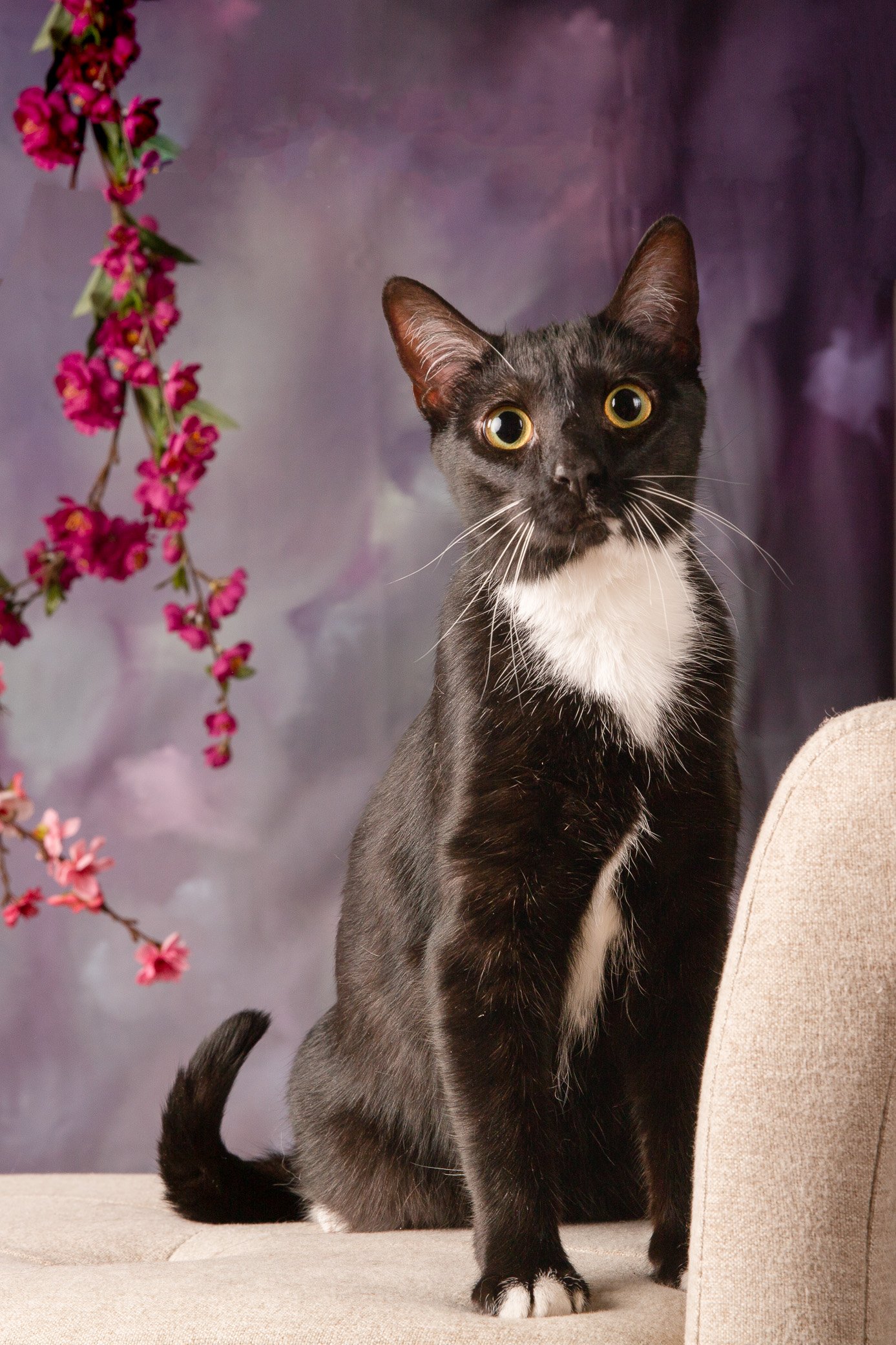 Studio portrait of a black and white cat with spring flowers in a Hopkins Minnesota pet portrait studio.