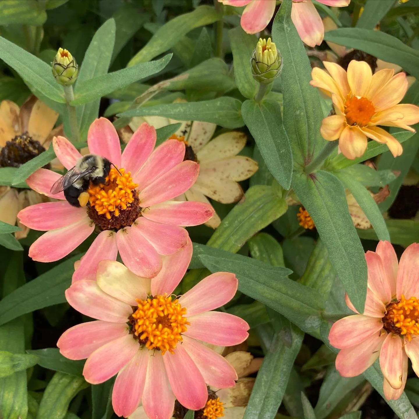 September is here and the air feels a little cooler in the mornings. My new pattern collection is inspired by September called Summer Autumn. My birthday happens to fall sometimes on the last day of summer. It is a blessing to be alive though I know 