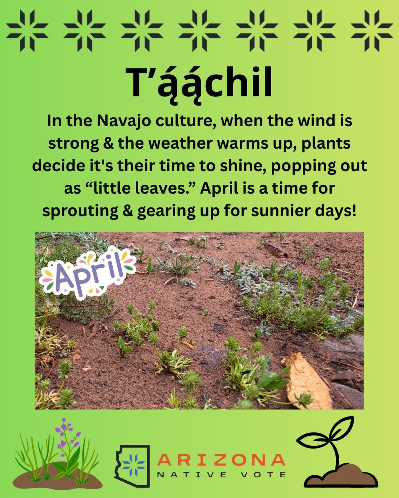 💨April&rsquo;s in FULL SWING. A great time to get ready for the AZ primary on July 21st. Check your voter registration status at. my.arizona.vote  or register to vote at  arizonanativevote.org/voter-programs
Winds of change. 🌬️
T&rsquo;ąąchil. 🍃