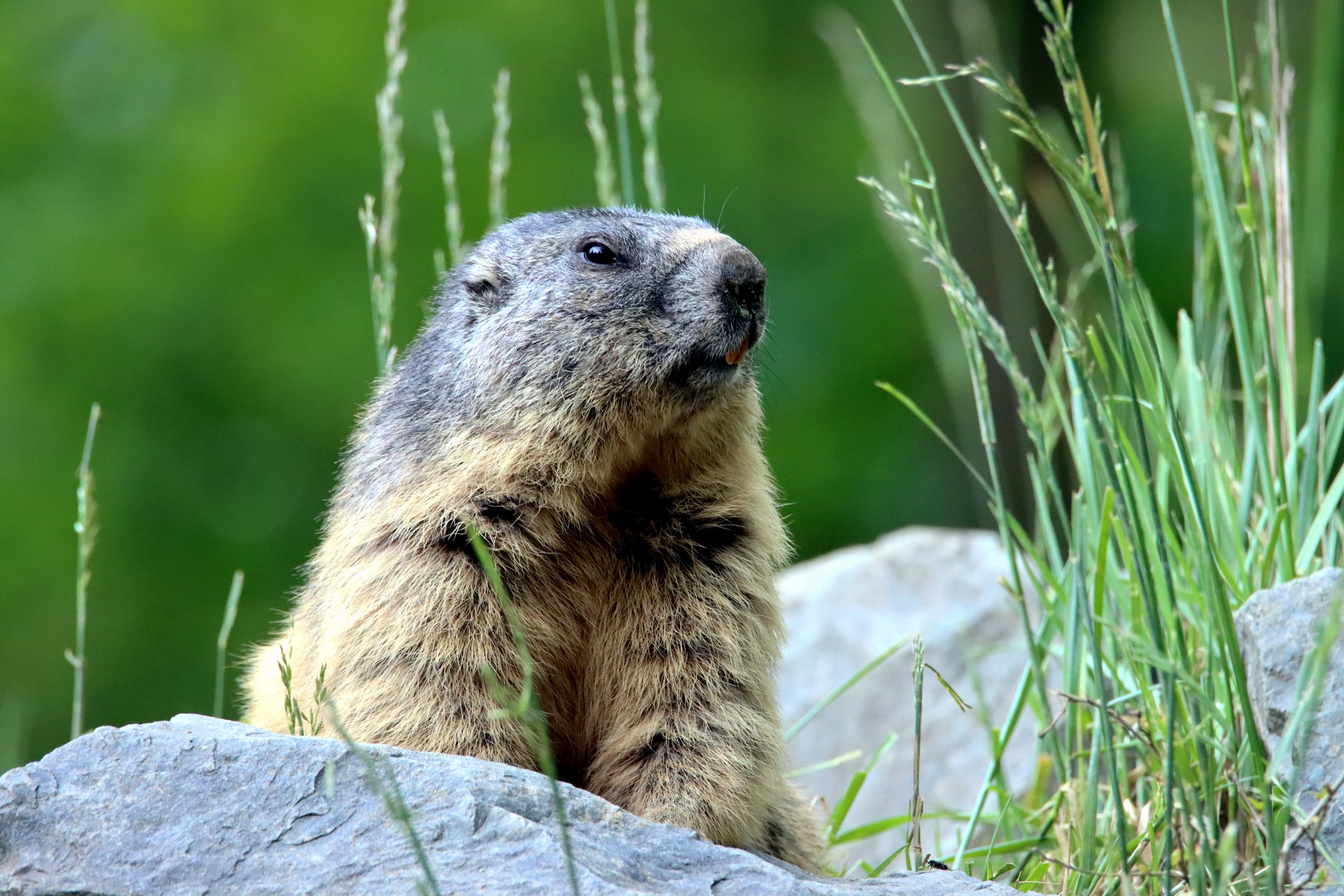 Punxsutawney Phil and Groundhog Day