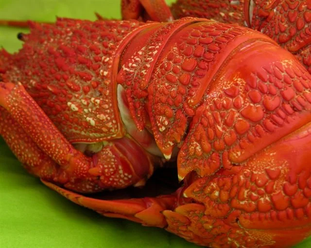 [FOR SALE] Nthrn Zone Rock Lobster licence and 60 pots