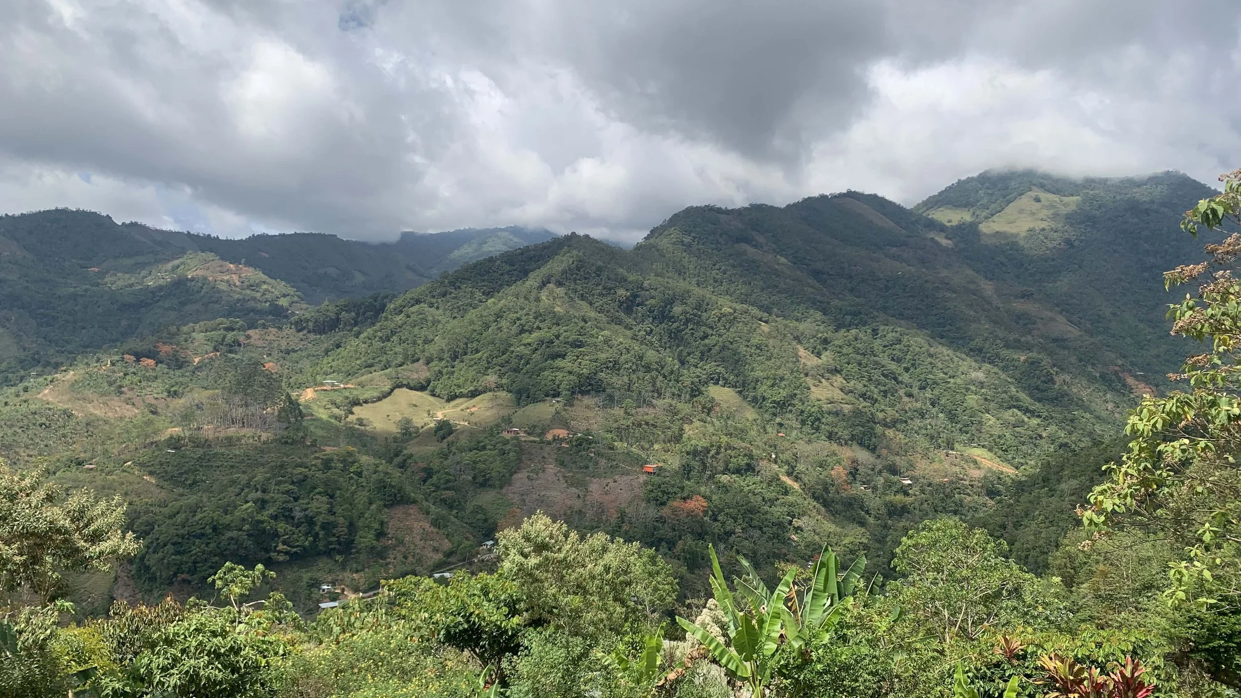 CHIRRIPO MOUNTAINS 02 AWA FORESTS.jpg
