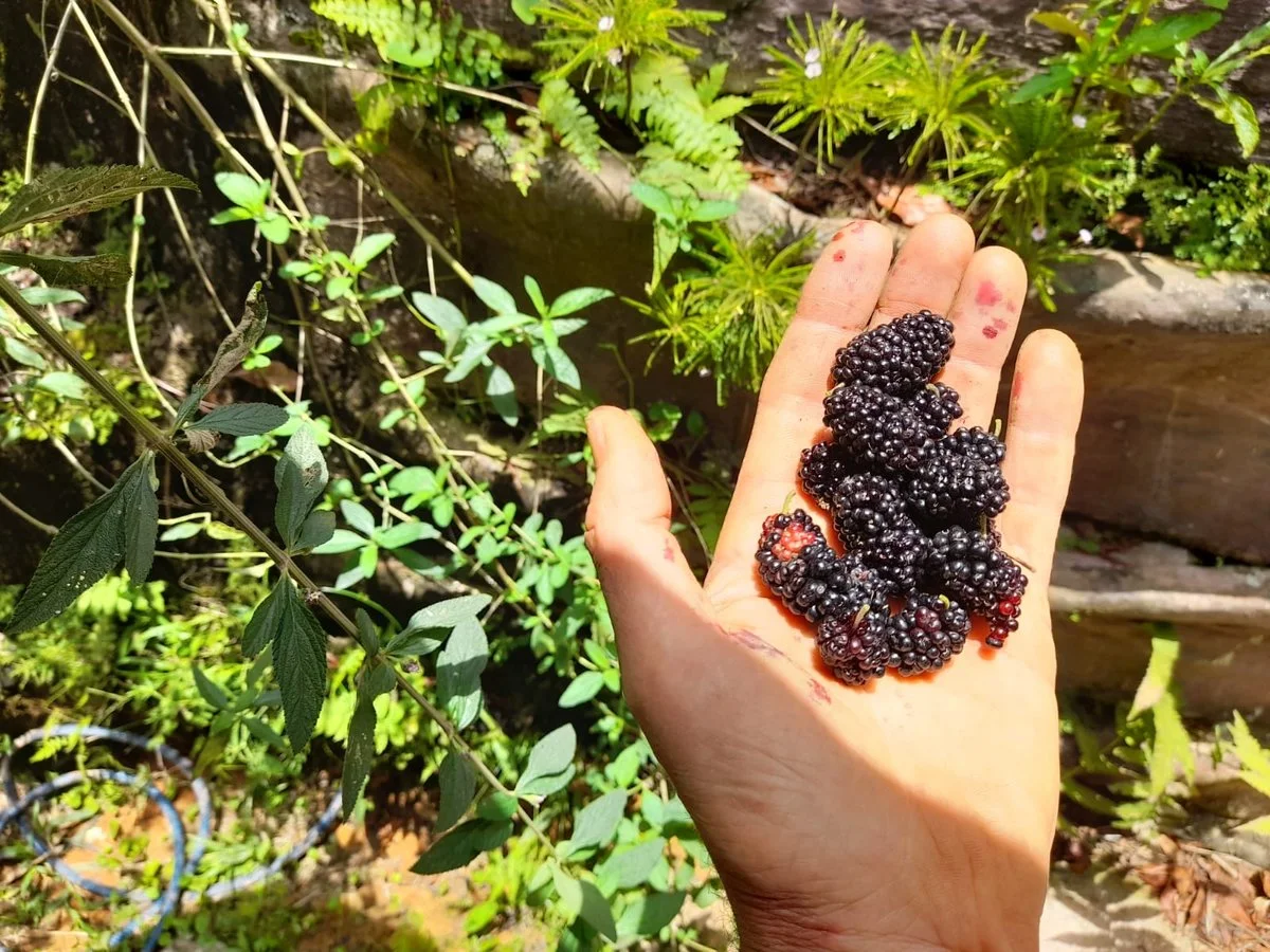 AWA FOREST ABUNDANCE CHIRRIPO.jpeg