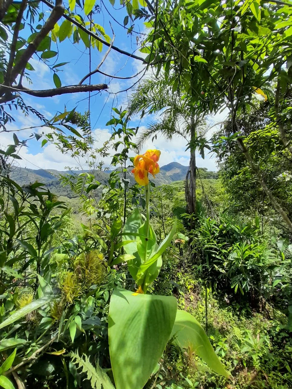 AWA BEAUTY FORESTS CHIRRIPO.jpeg