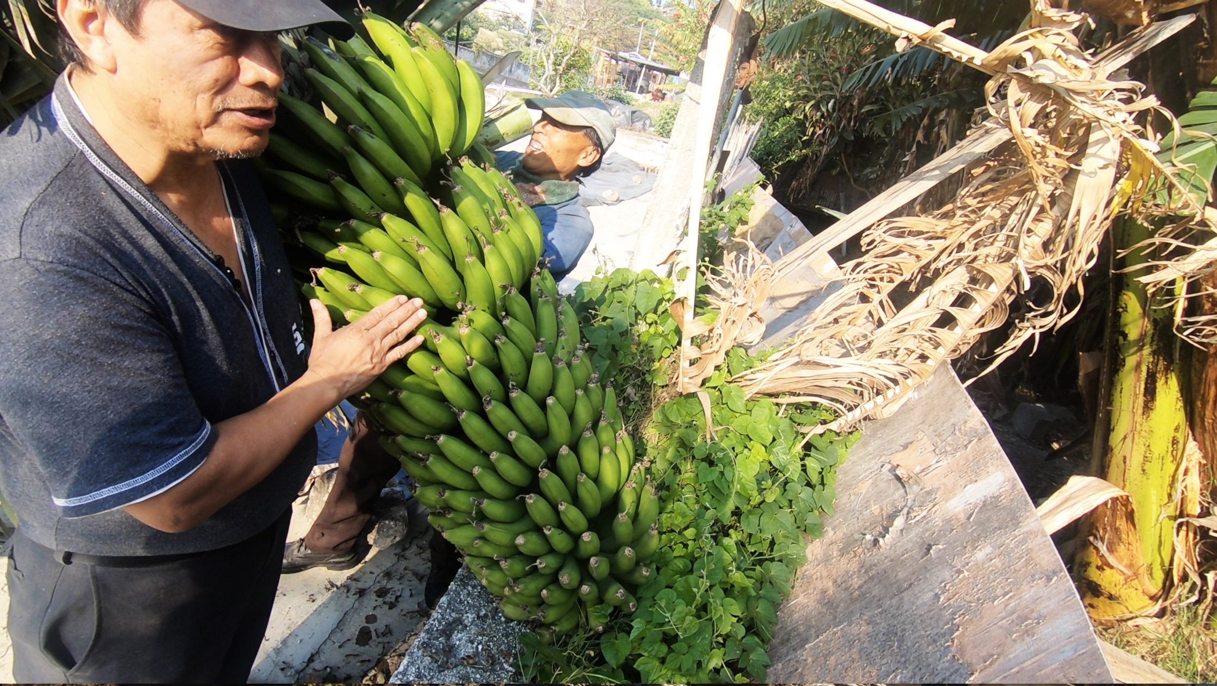 BANANAS.jpg