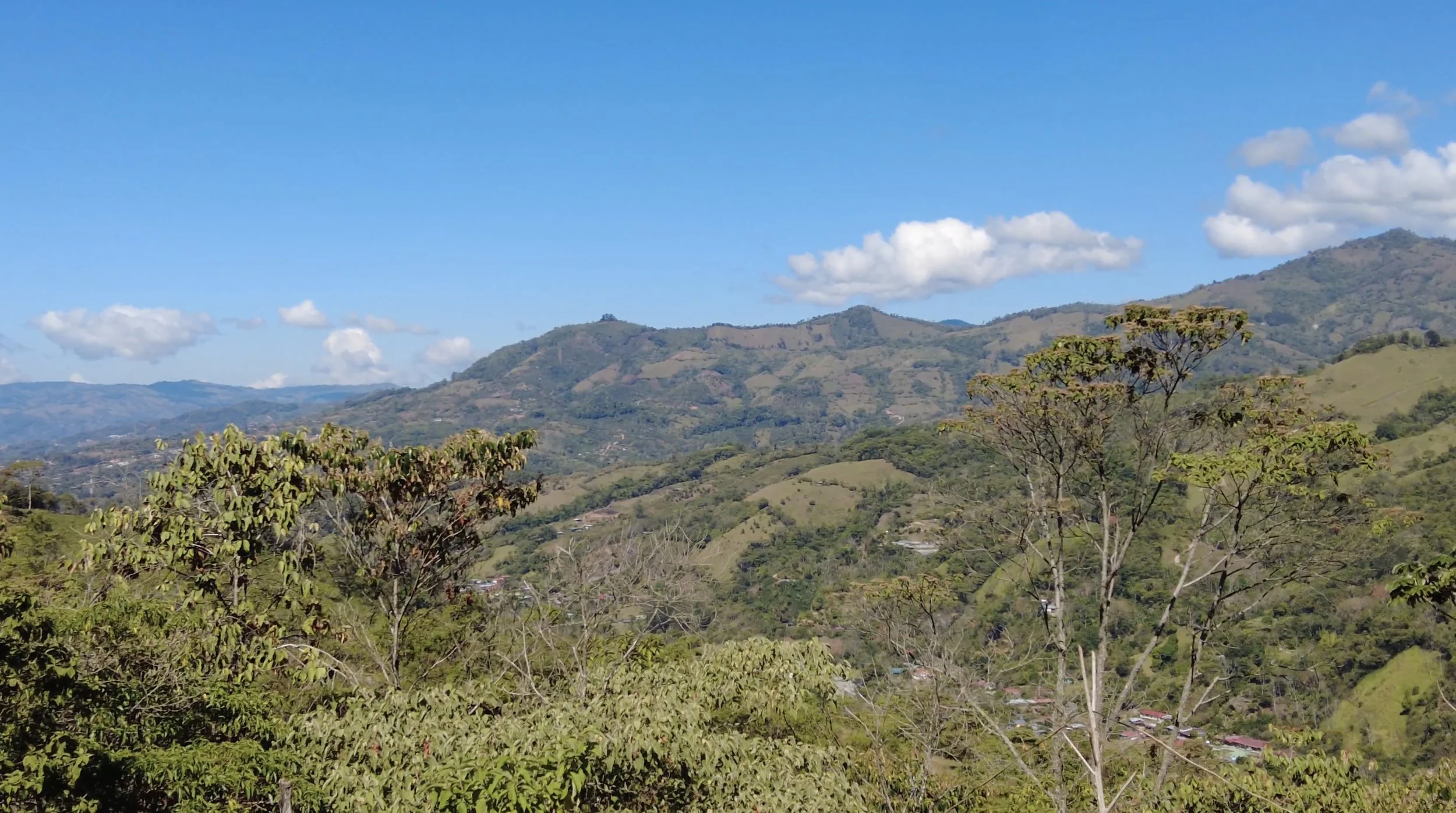 AWA CHIRRIPO NATURE FORESTS.jpg