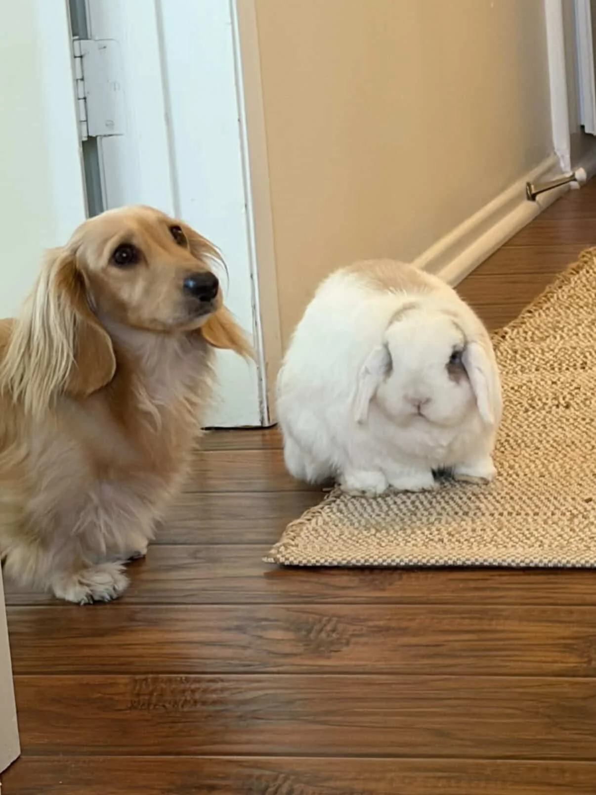 A dog and a rabbit sitting on a wood floor inside a house. The dog is on the left, with long ears and a golden coat, looking slightly to the right. The white rabbit with floppy ears is on the right, sitting on a woven mat, facing forward.