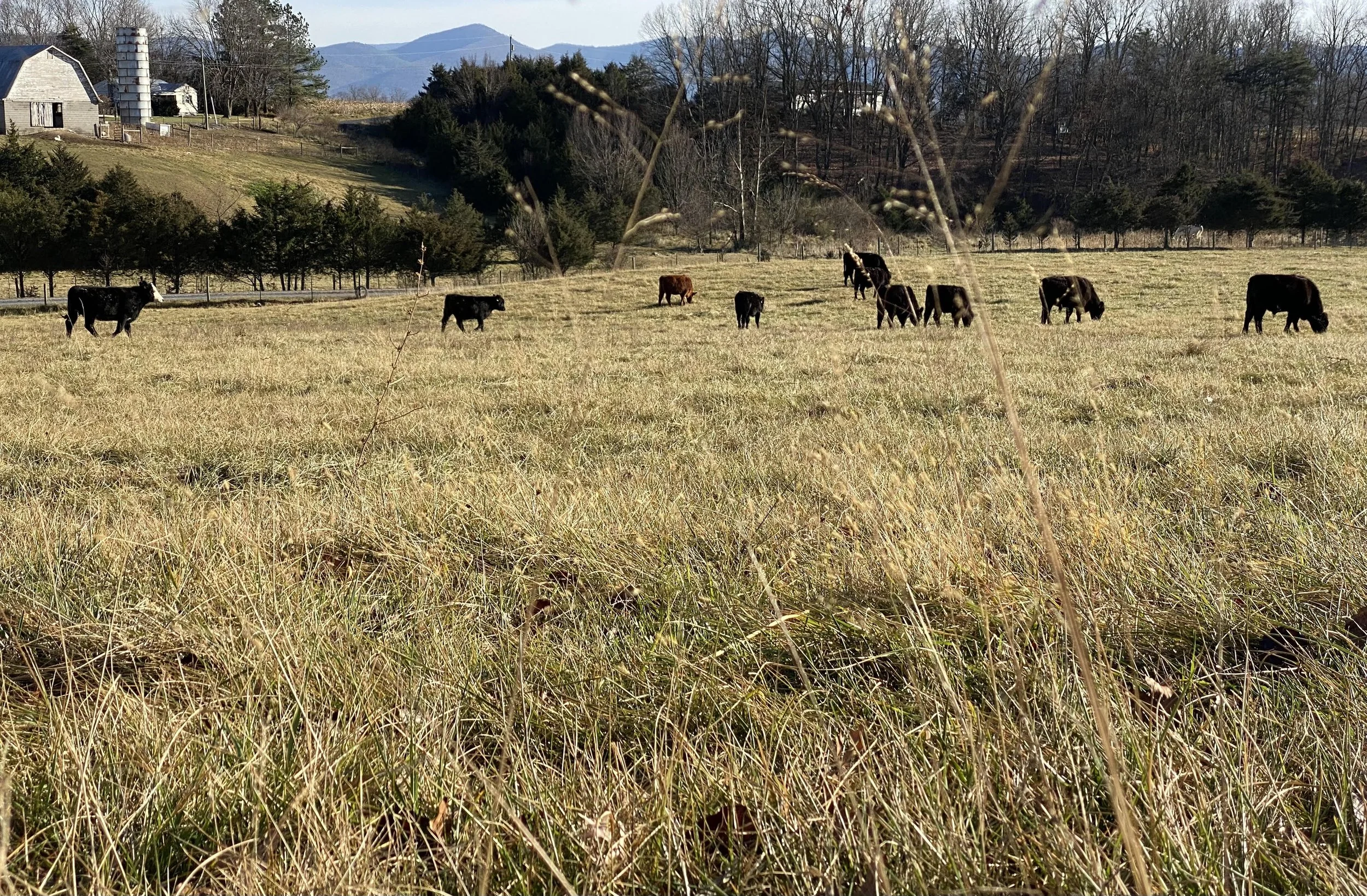 Cows in pasture