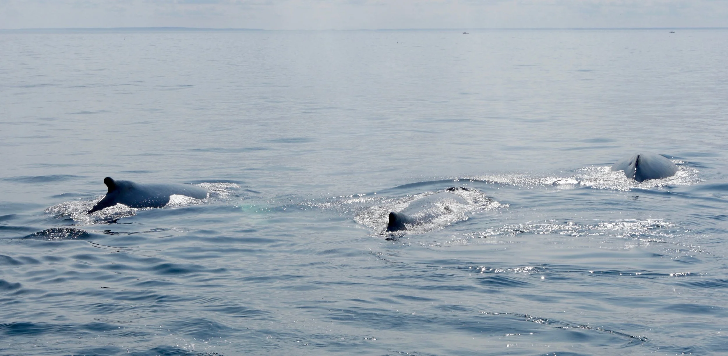 P1010640 8-20-2017.jpeg