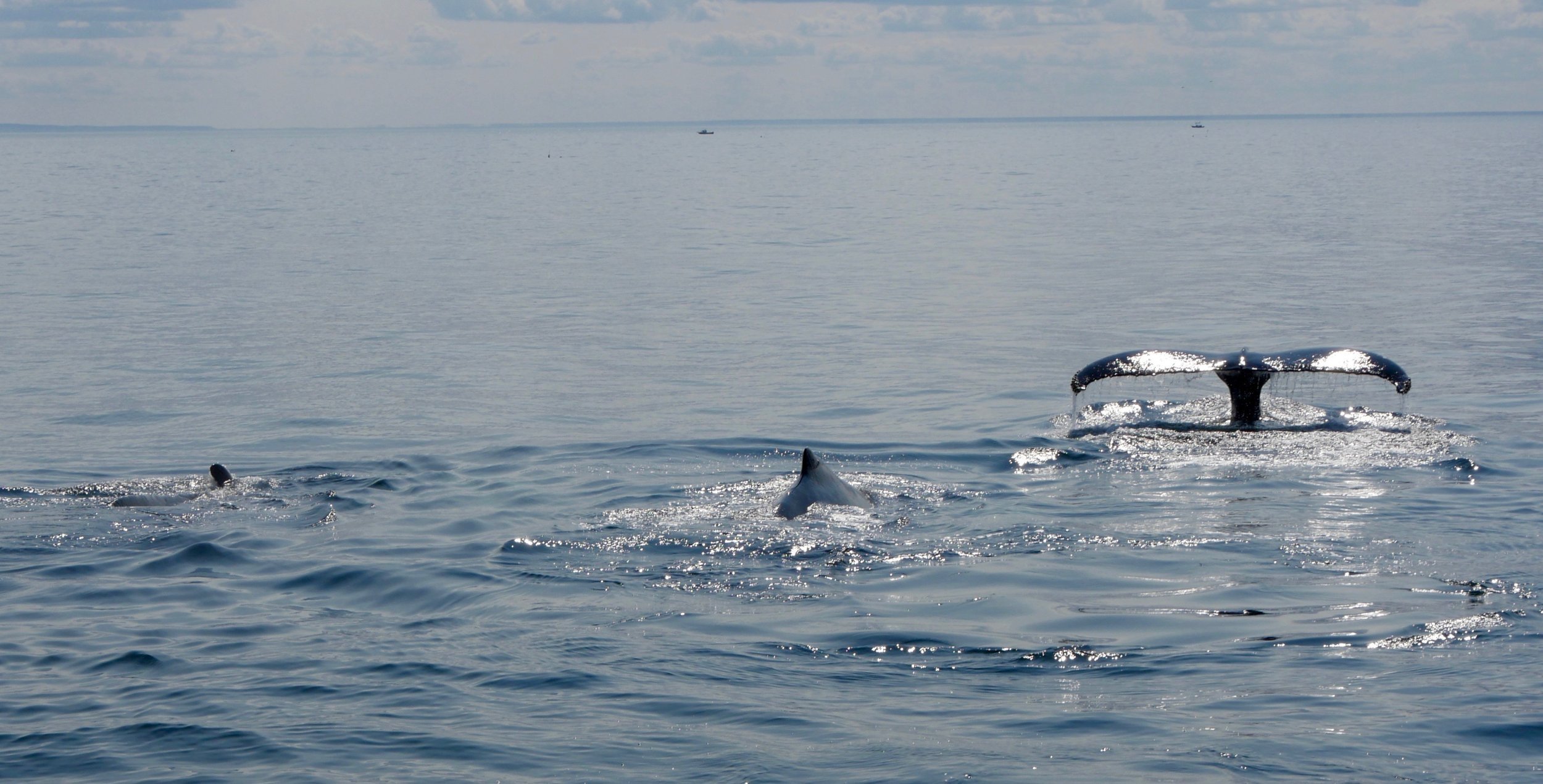 P1010641 8-20-2017.jpeg