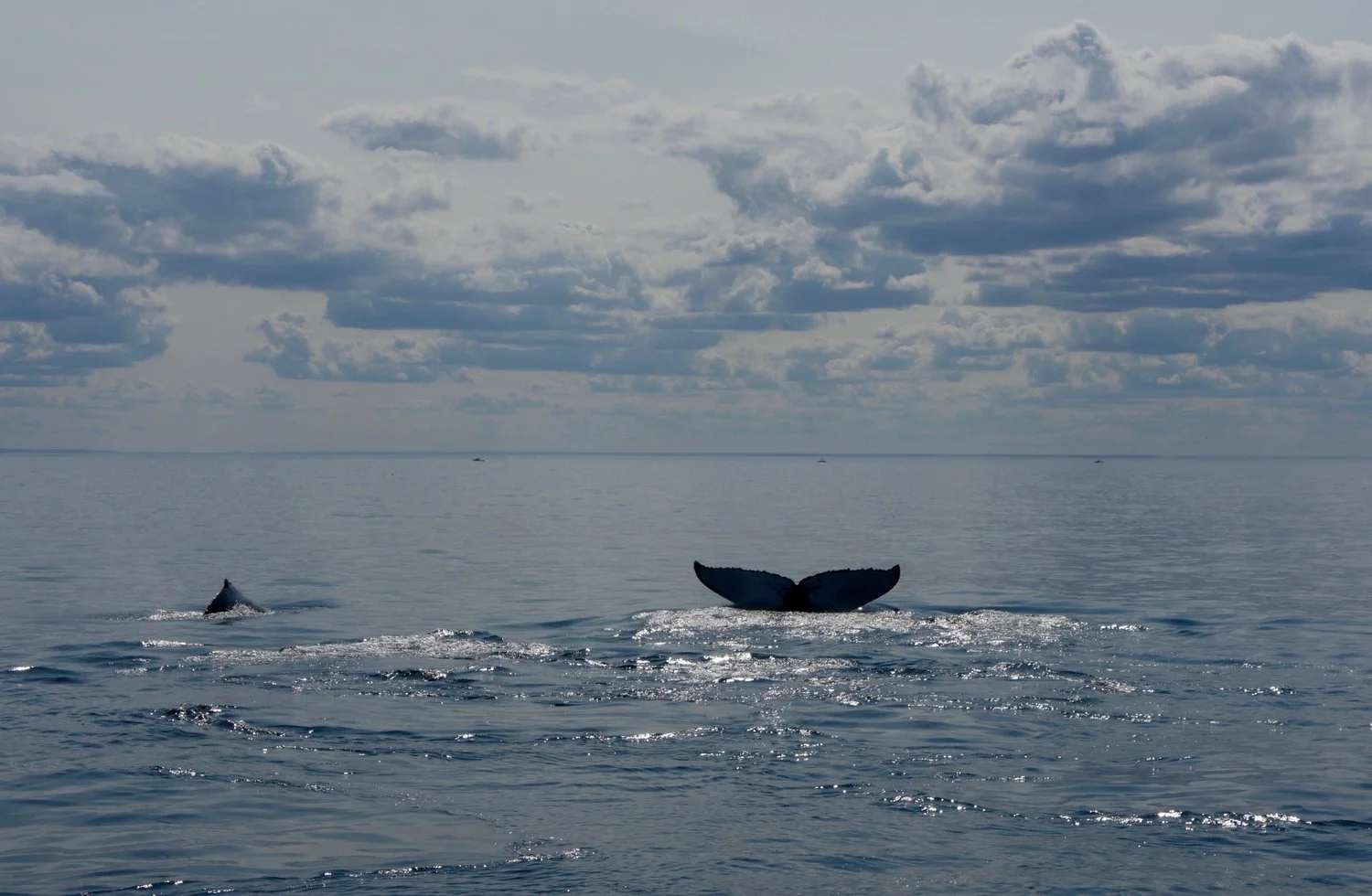 P1010643 8-20-2017.jpeg