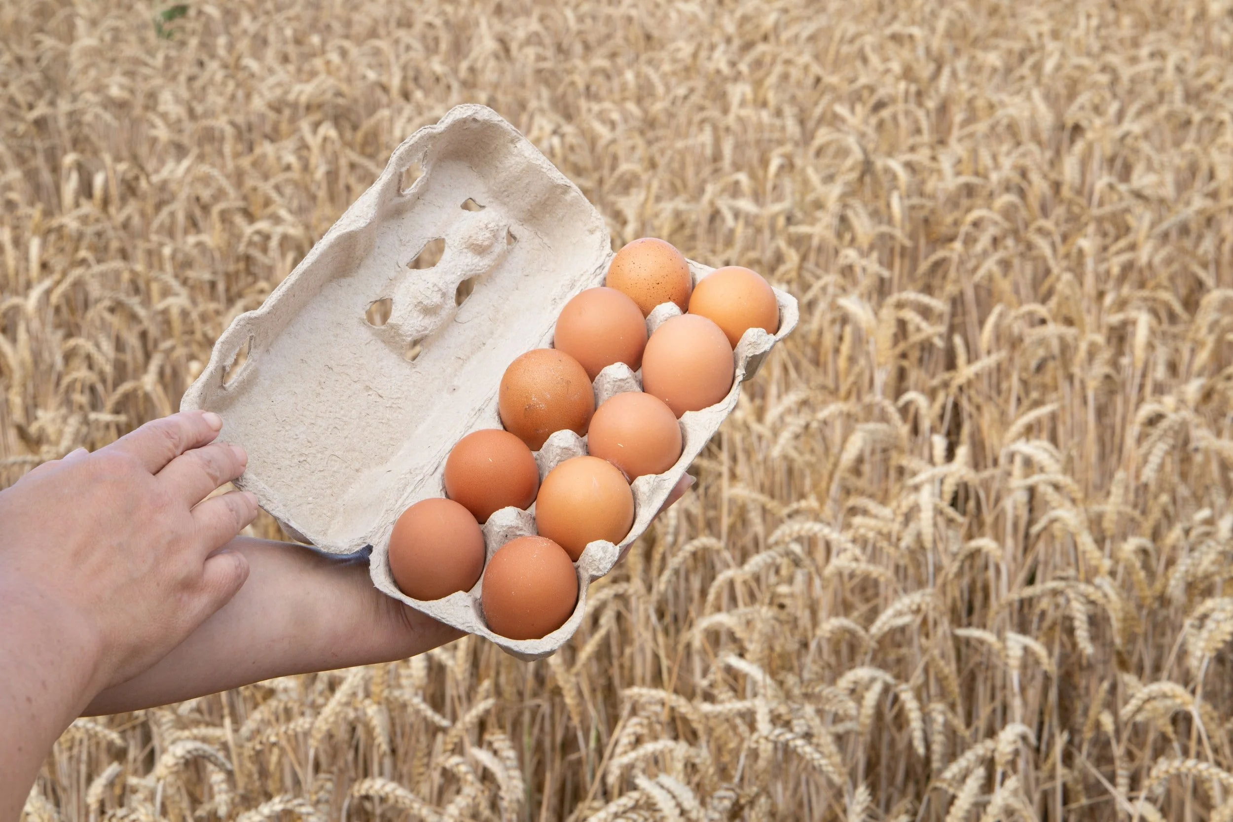The truth about food “allergies”