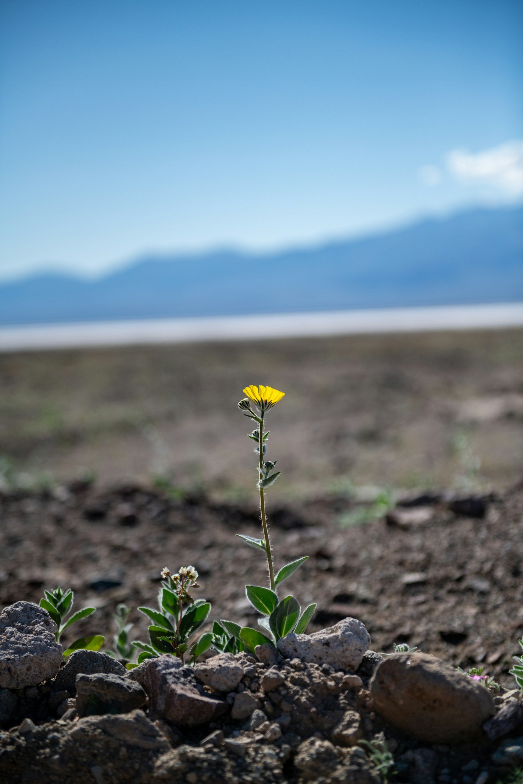 A flower blooming among desert rocks, with a mountain in the distance