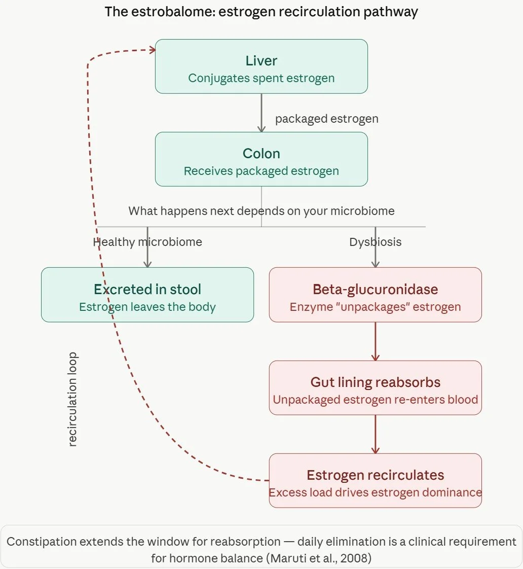 diagram of the gut-hormone axis showing estrogen recirculation pathway