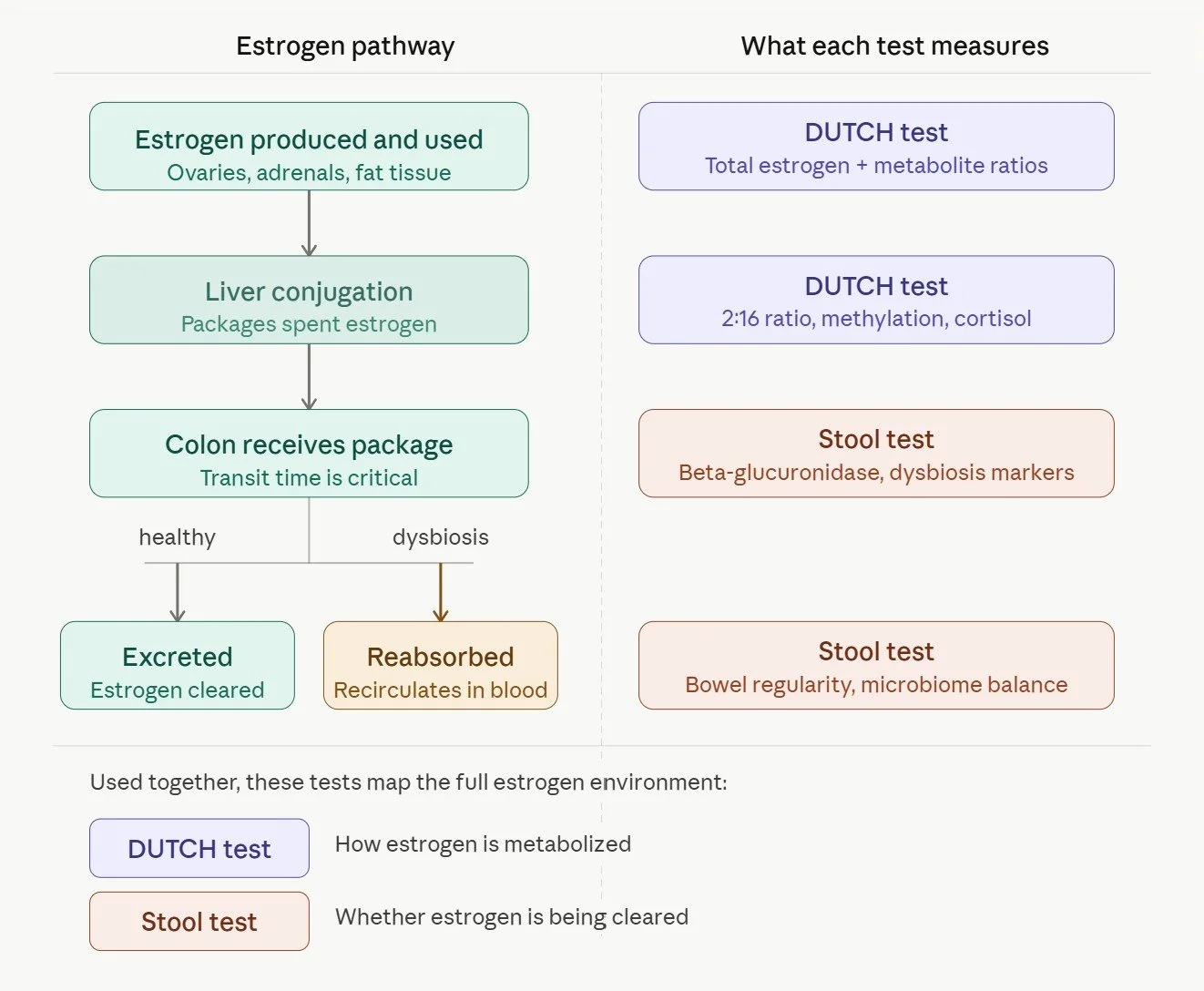 Flowchart showing the estrogen clearance pathway from liver to colon, with annotations indicating where the DUTCH test measures estrogen metabolism and the stool test measures estrogen clearance.