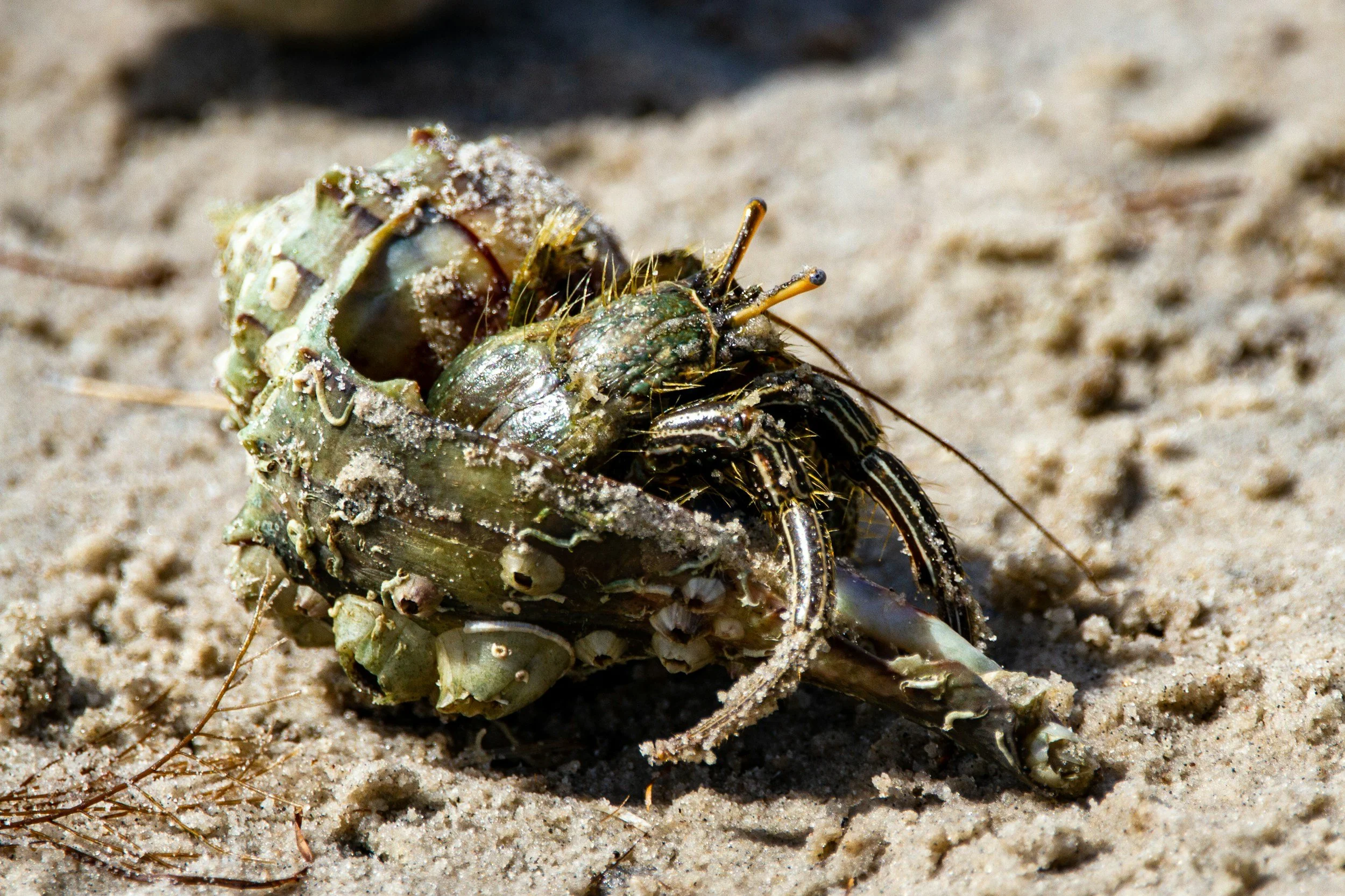 Leave That Shell Behind