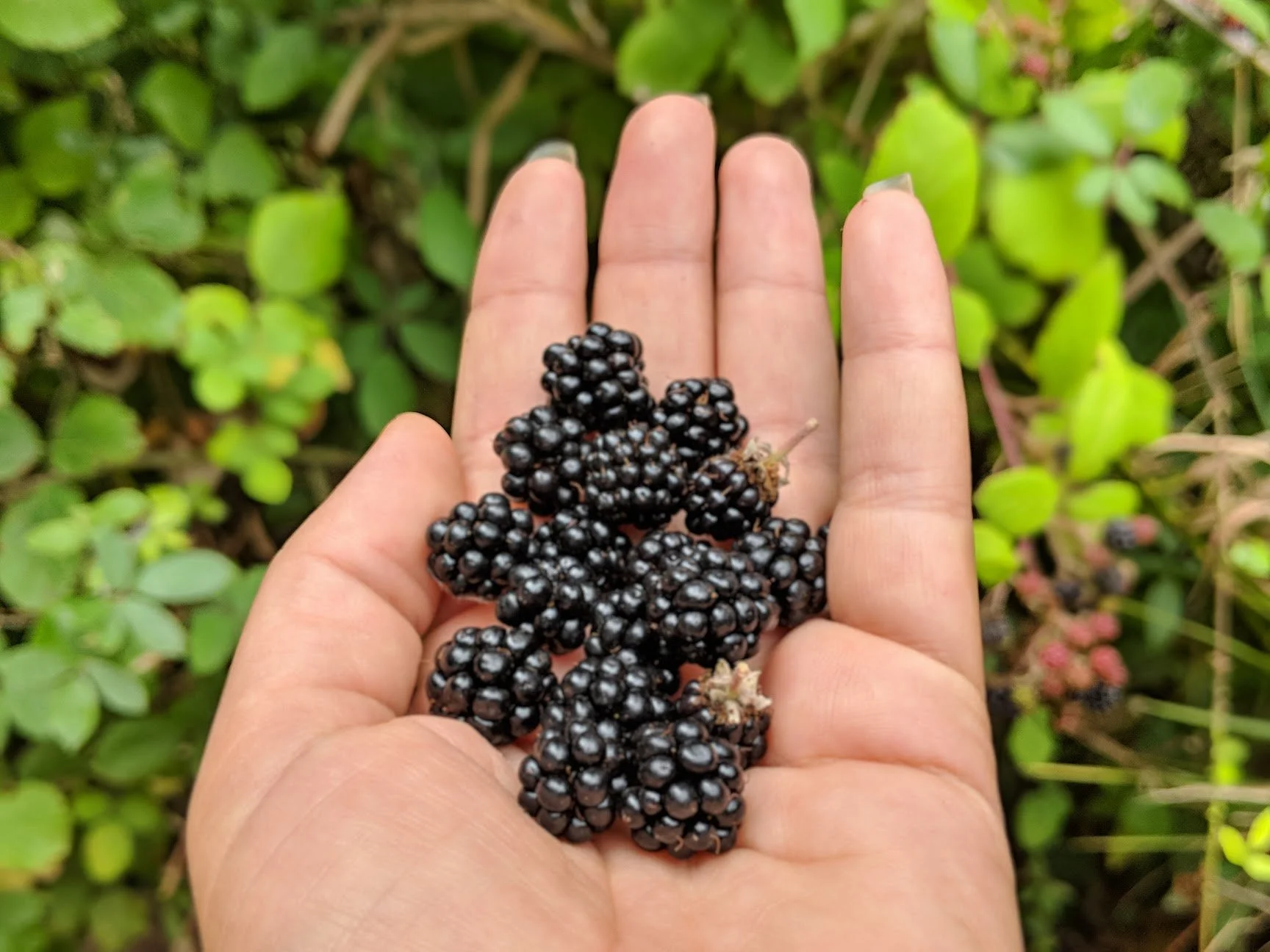 blackberries.jpg