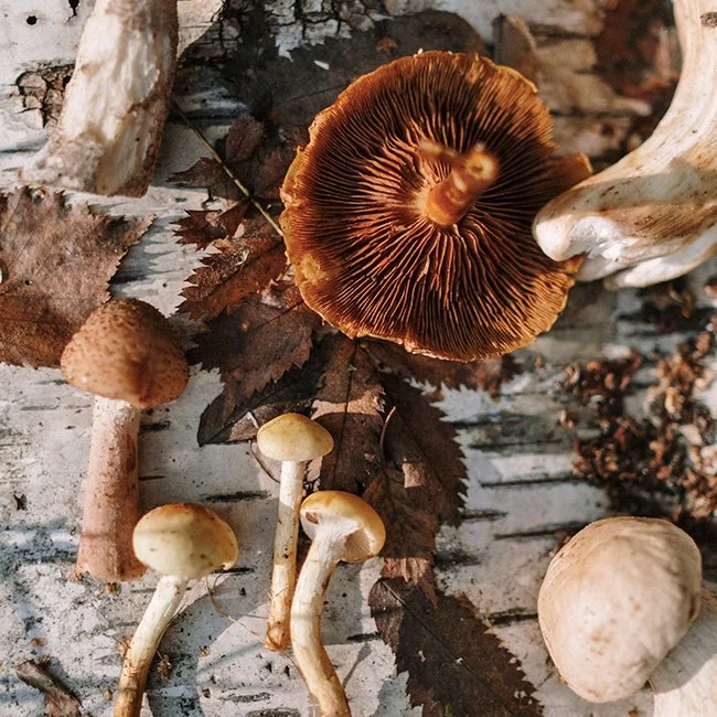 How To Add Functional Mushrooms To Your Daily Routine — The Daily Good
