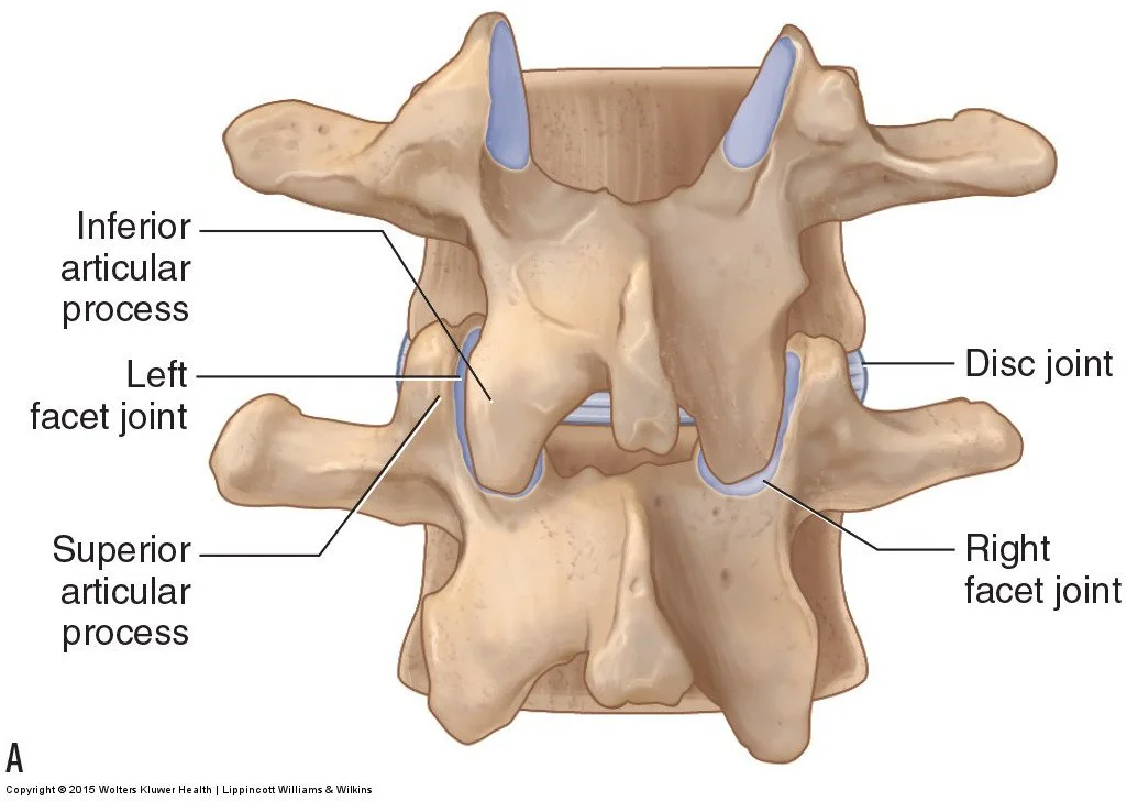 facet joint of the lower back