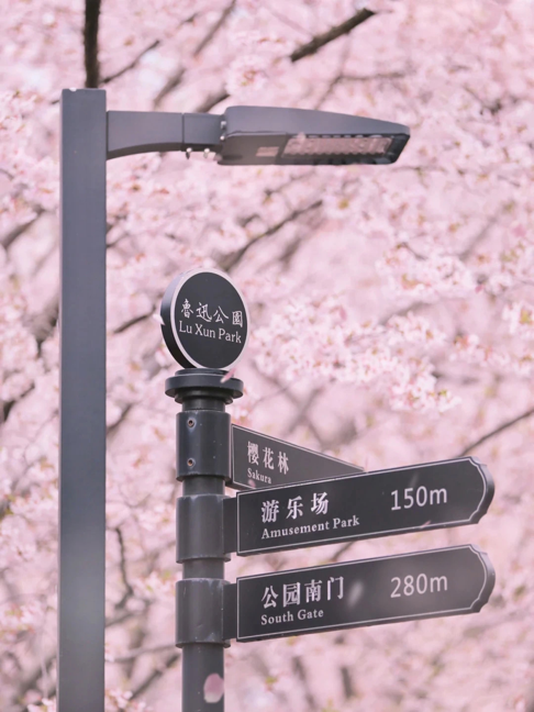 早春赏樱 | 城市巡游记
