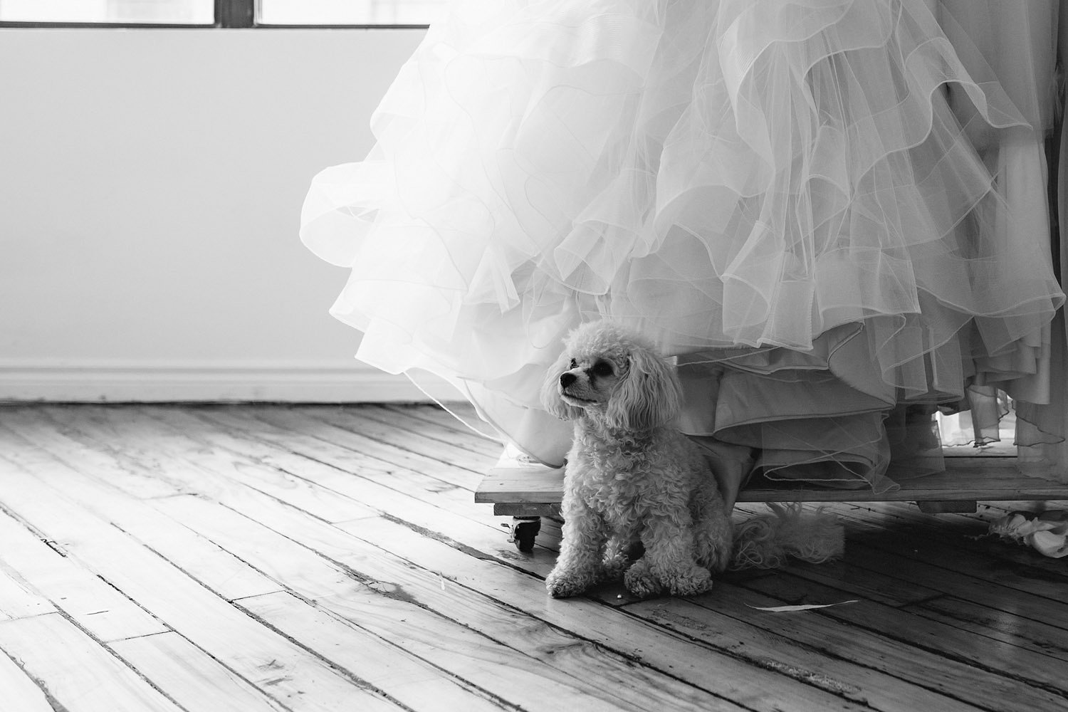 869-dog-in-toronto-wedding-dress-studio.jpg