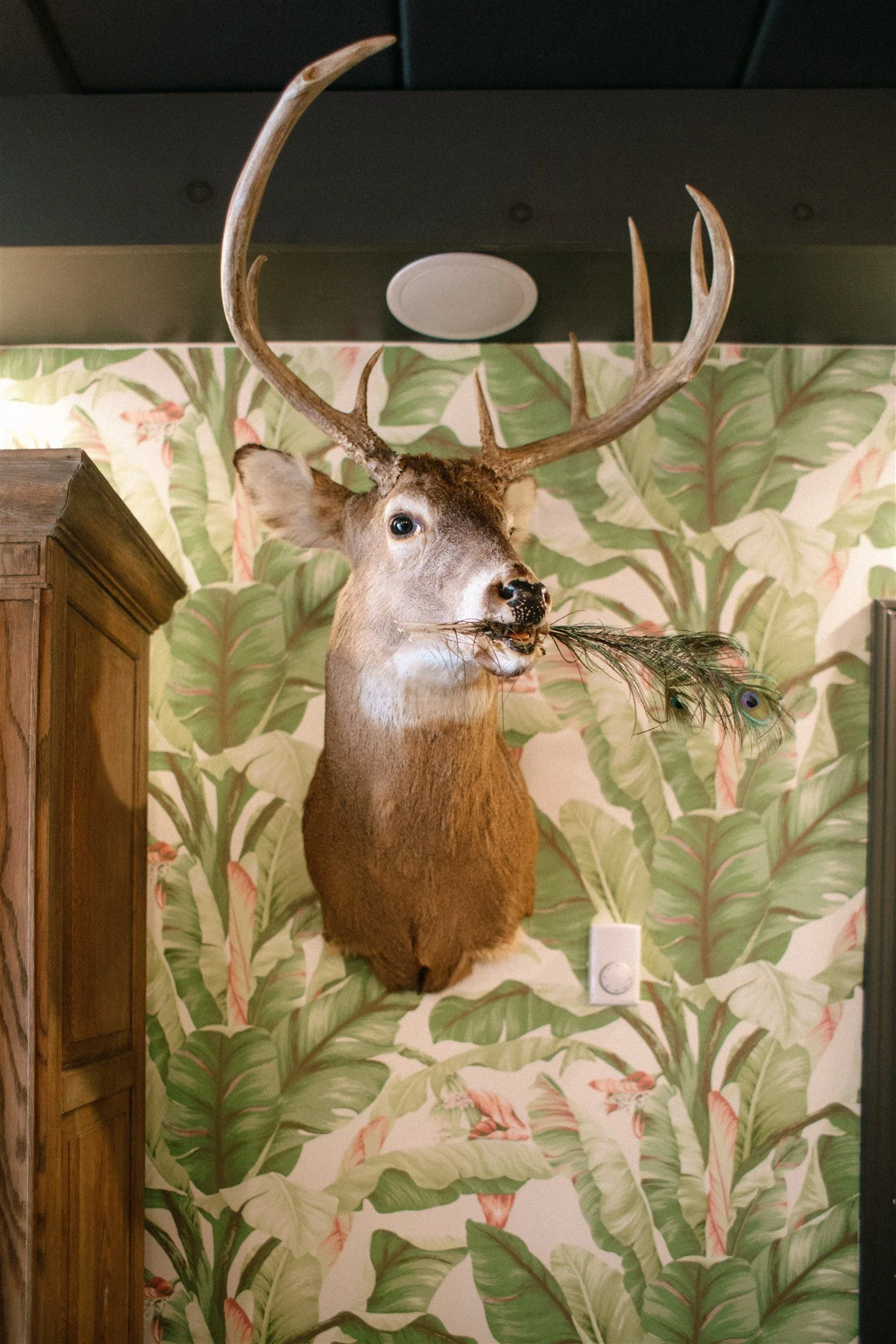 Deer head with peacock feathers in its mouth as decor in Northridge Inn muskoka wedding venue