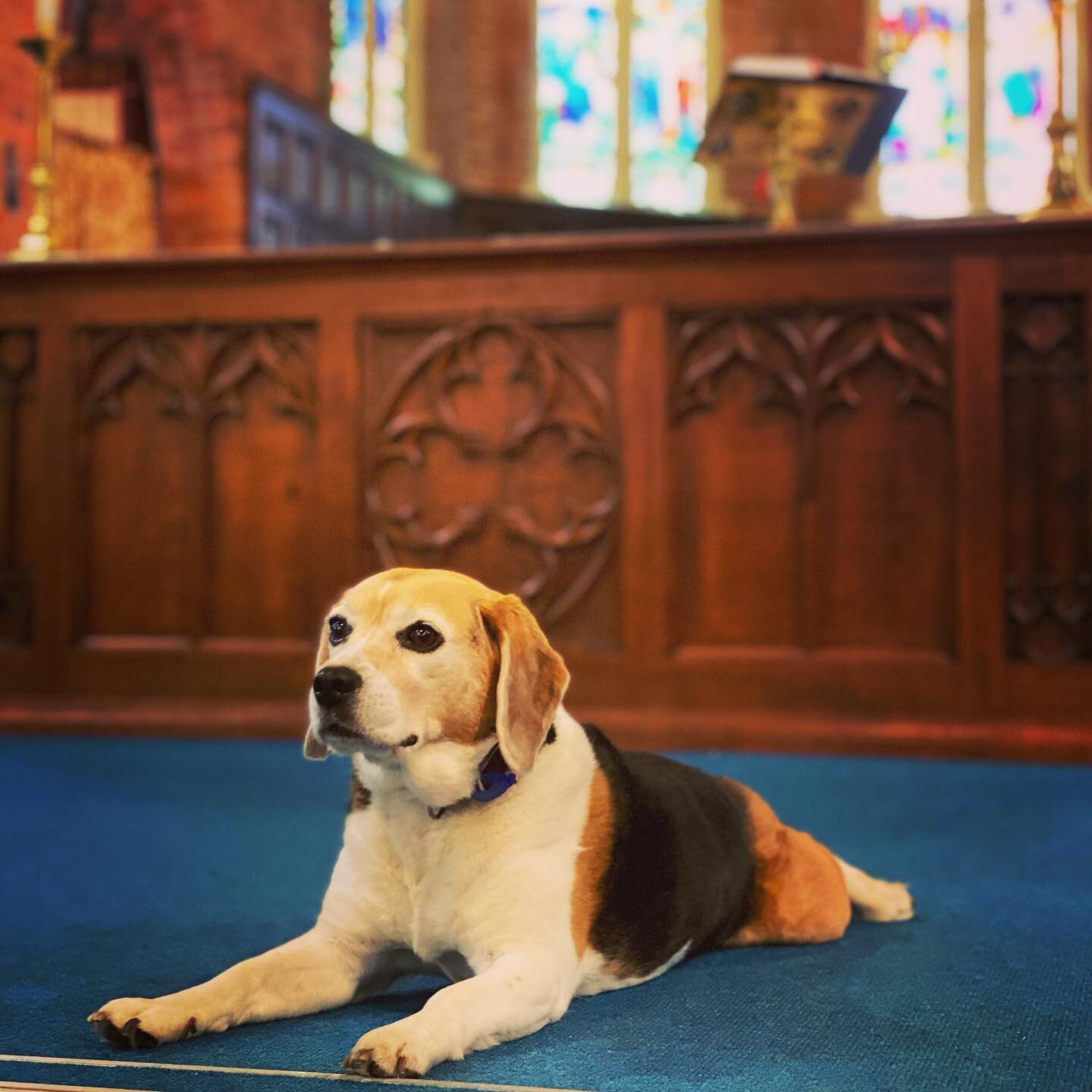 &ldquo;O Lord, who may abide in Your tent?
Who may dwell on Your holy hill?&rdquo; Psalm 15.1

Perhaps it&rsquo;s &lsquo;Bring Your Daughter to work&rsquo; day, perhaps a test for St Francis Day. Either way - Lola will be at this morning&rsquo;s Euch