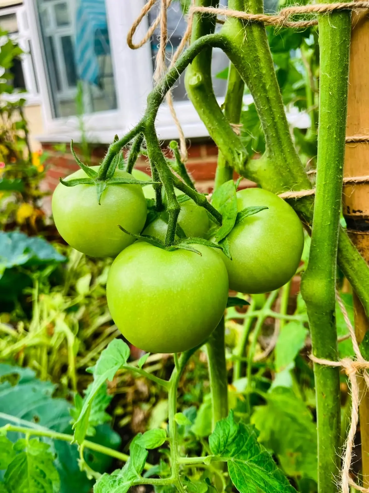 Throwback to a vegetable bed that was constructed &amp; planted out a few weeks ago! 

One of my favourite things is getting updates from clients. Seeing what's growing (and what's ended up on the dinner table!) makes it all worthwhile. 🌱

Safe to s