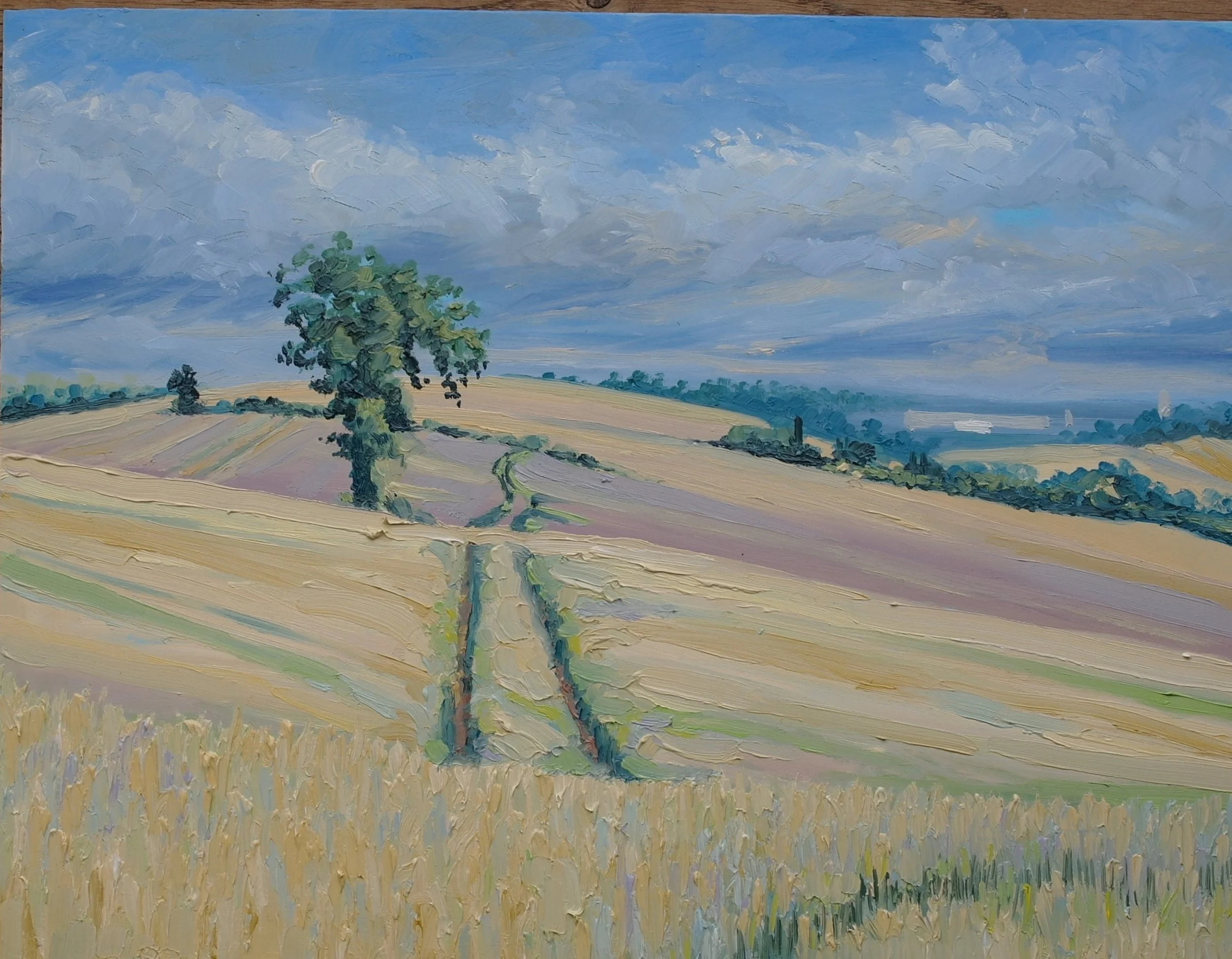Golden Wheat Fields 1.      Oil on Board.  
    40cm x 30cm        (July 2024)