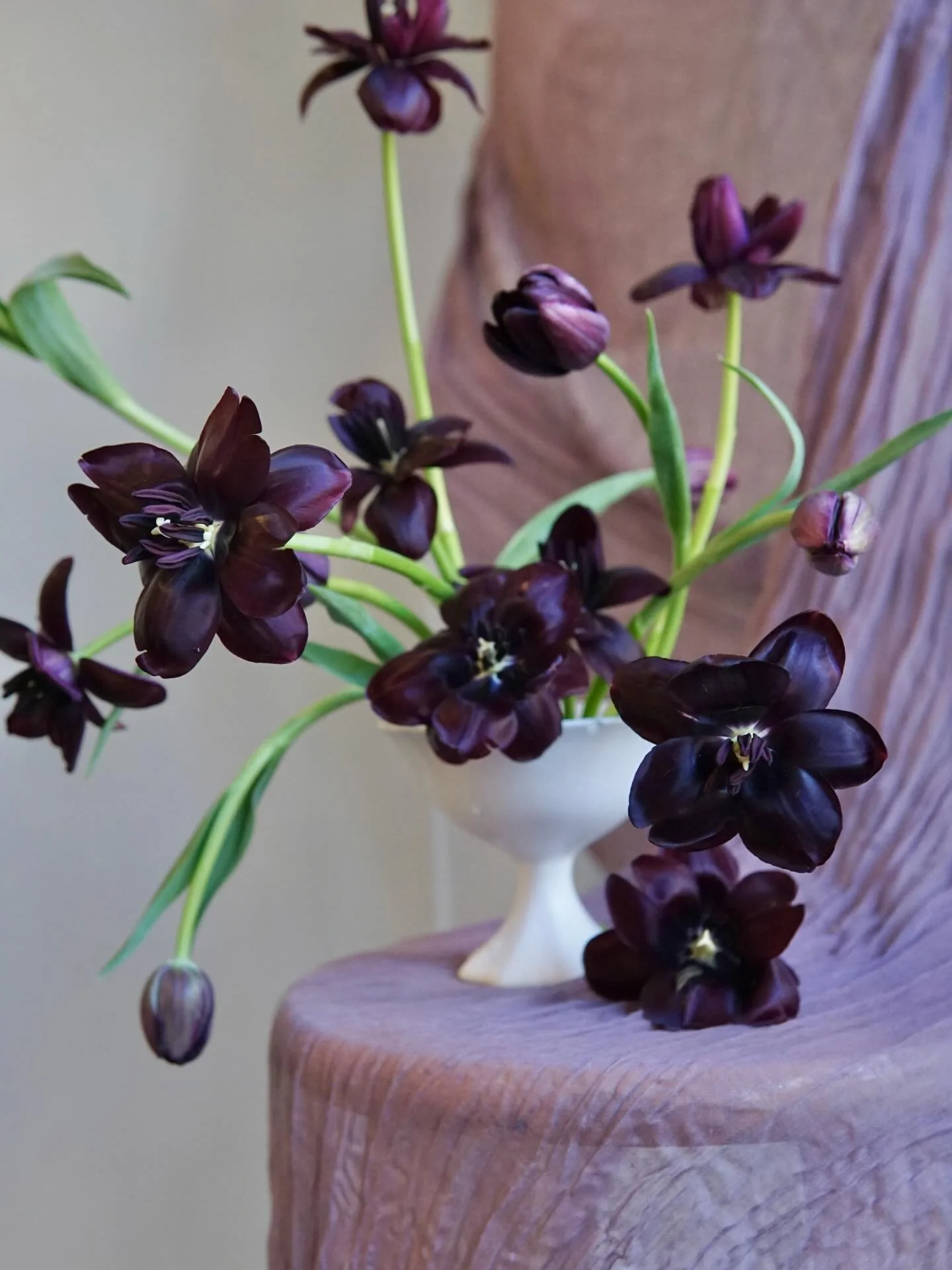 Taking the first of the morning light in the studio to appreciate these Queen of the Night tulips from @diamondhillfarm 💜 one of our personal favorites, you&rsquo;ll be seeing these beauties tucked into your arrangements these next few weeks while t