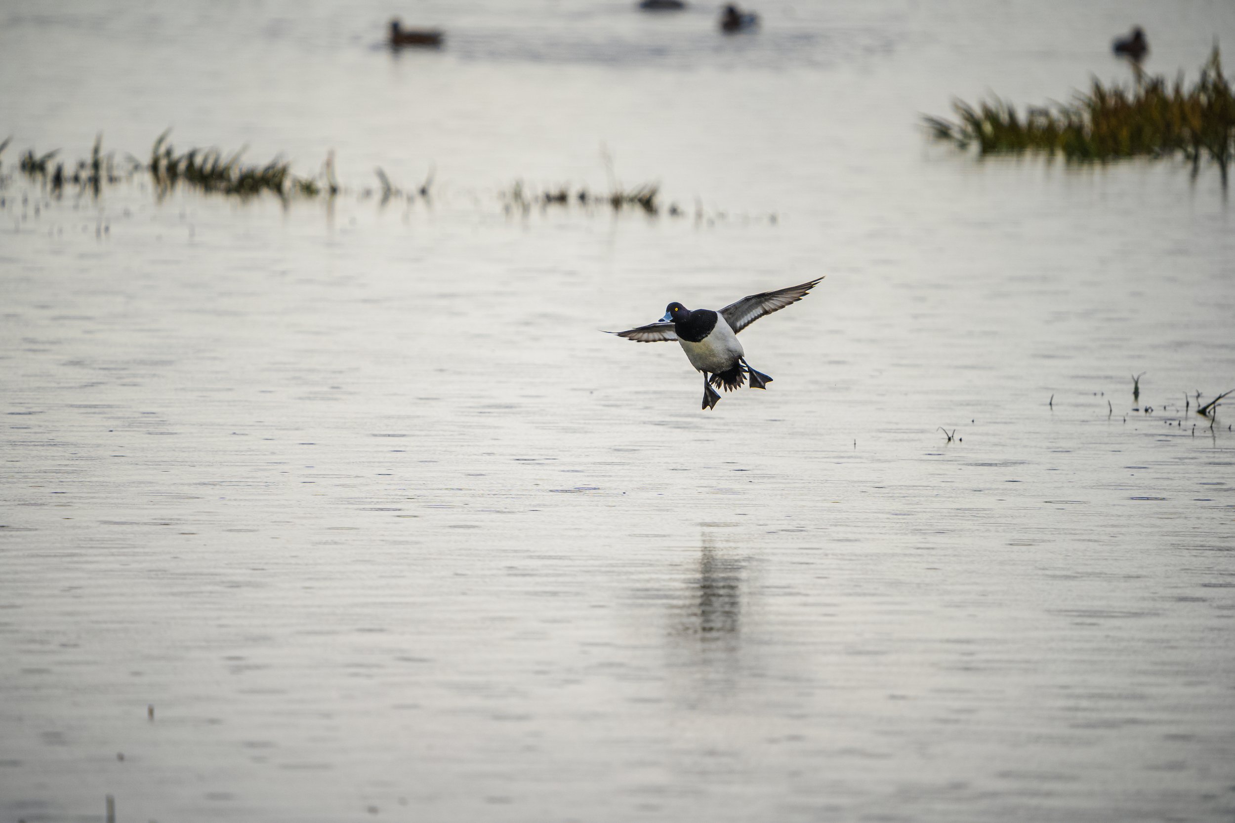 Goldeneye Duck