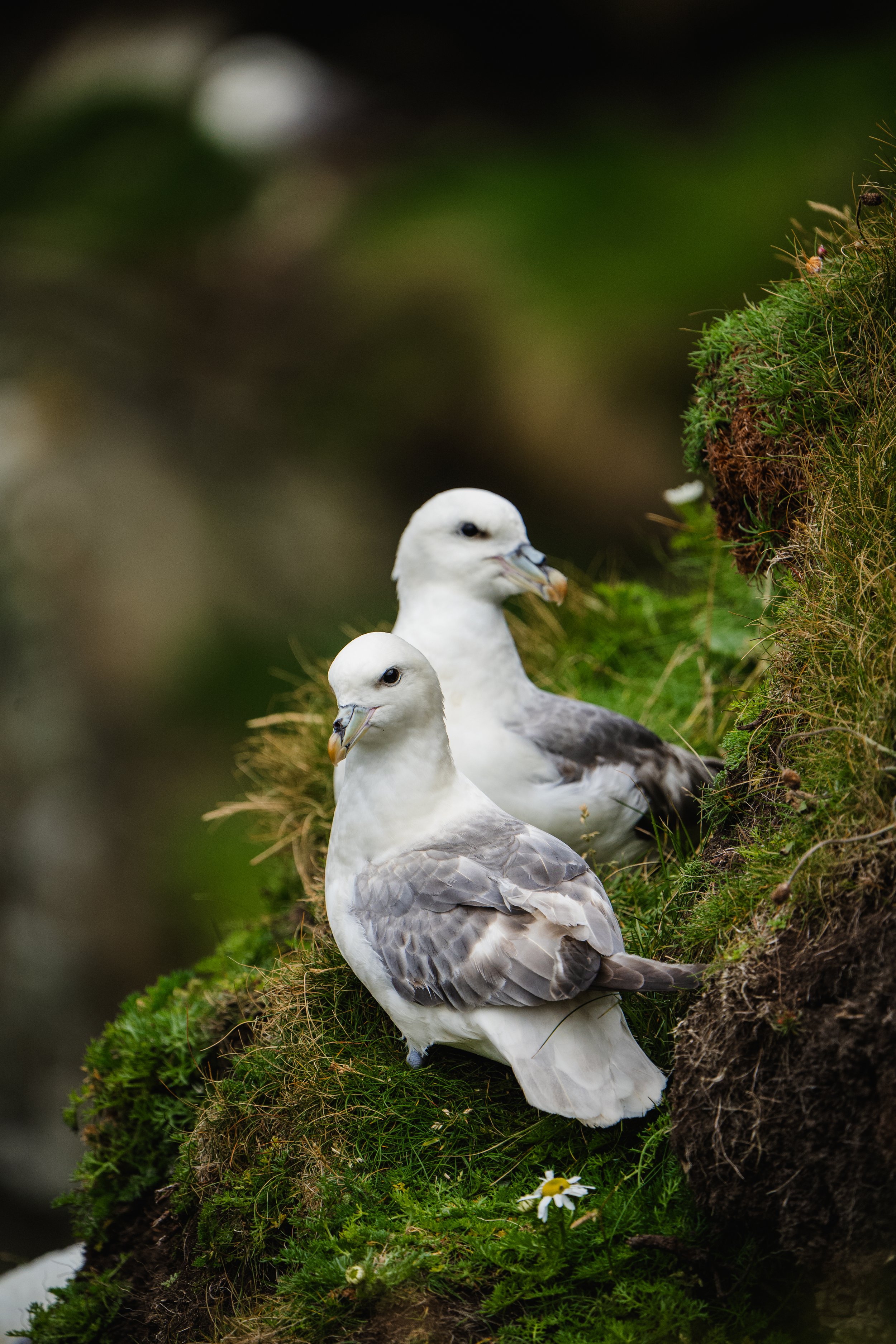 Northern Fulmars