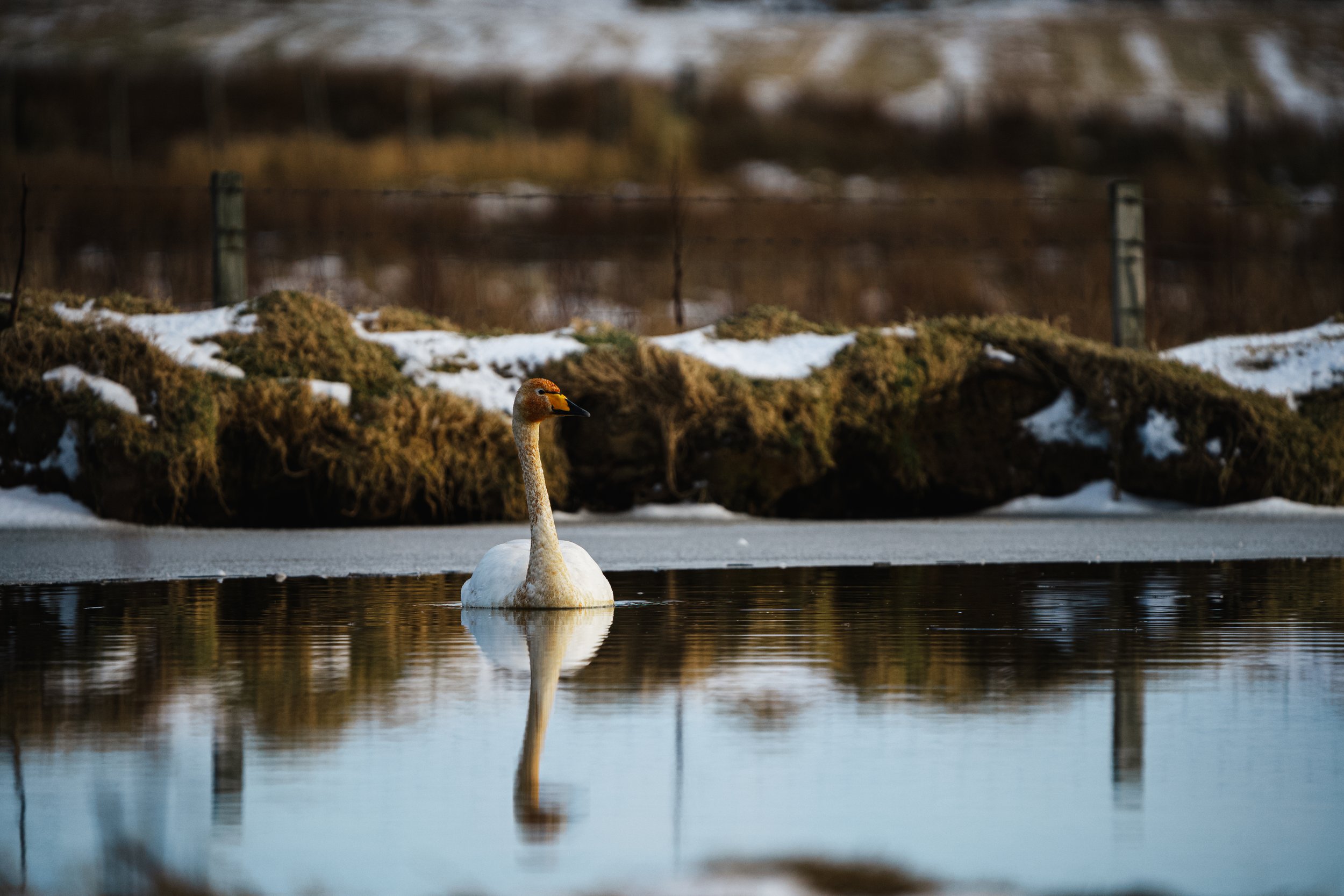 Whooper Swan
