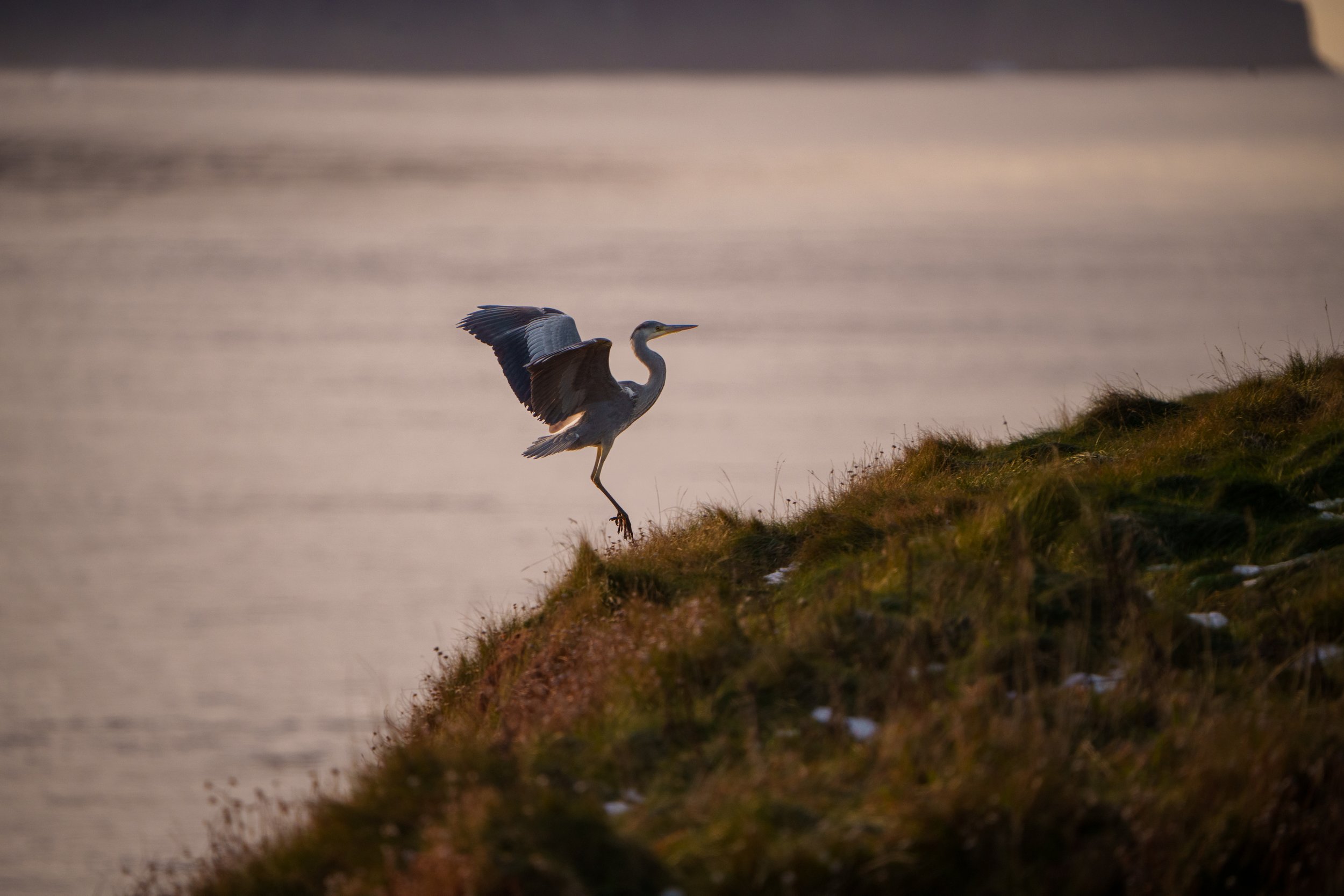 Grey Heron