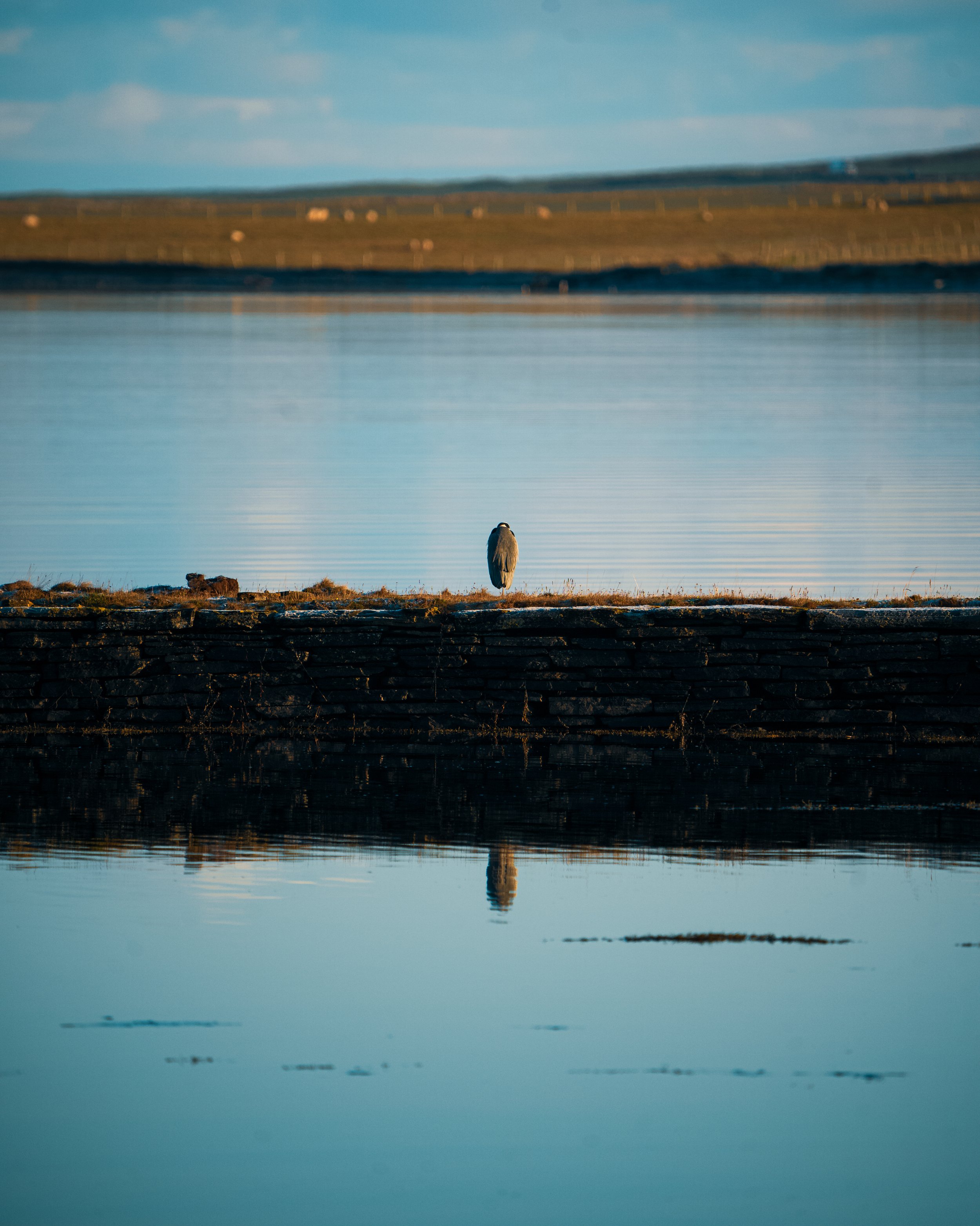 Grey Heron