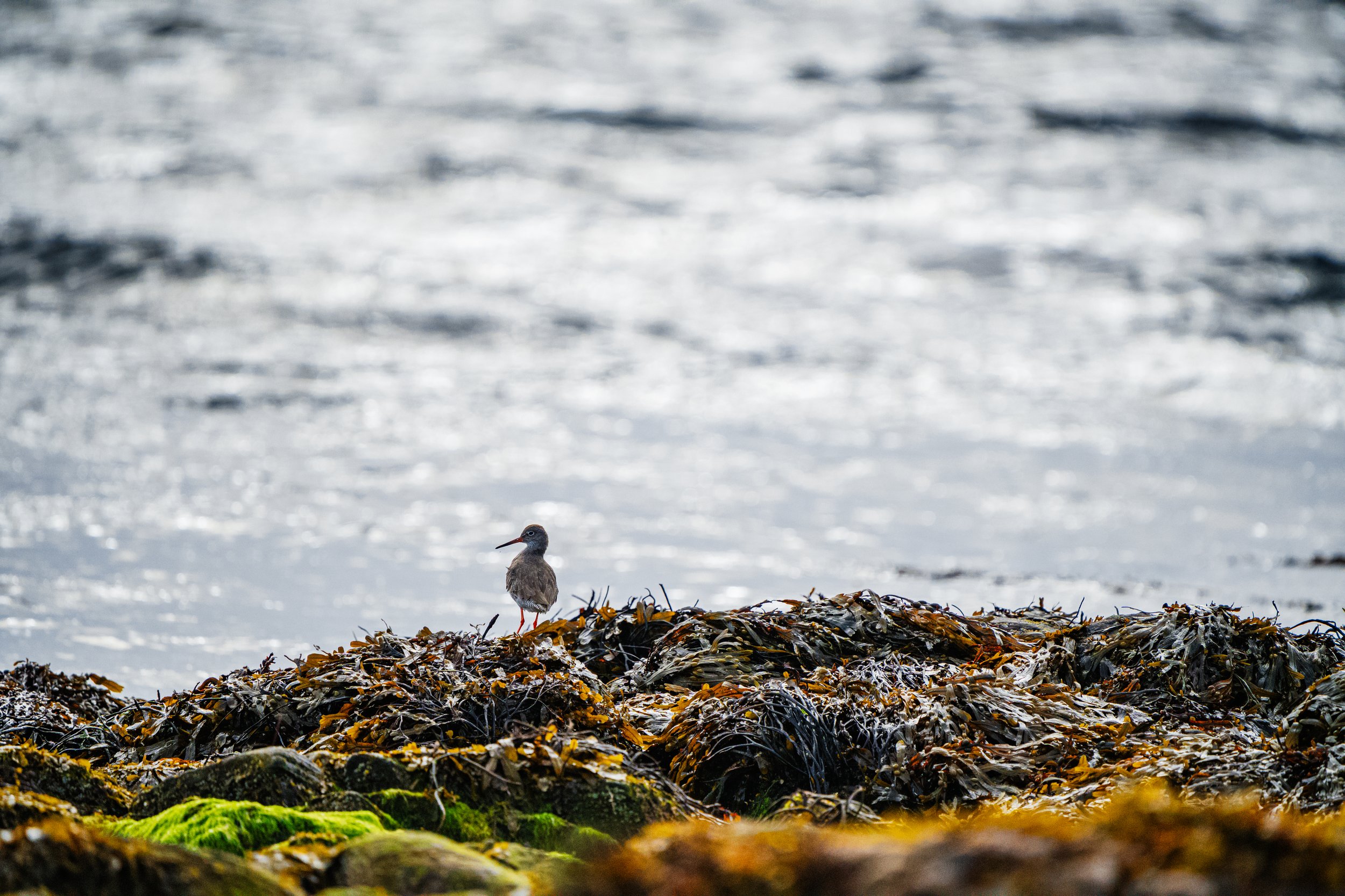 Redshank