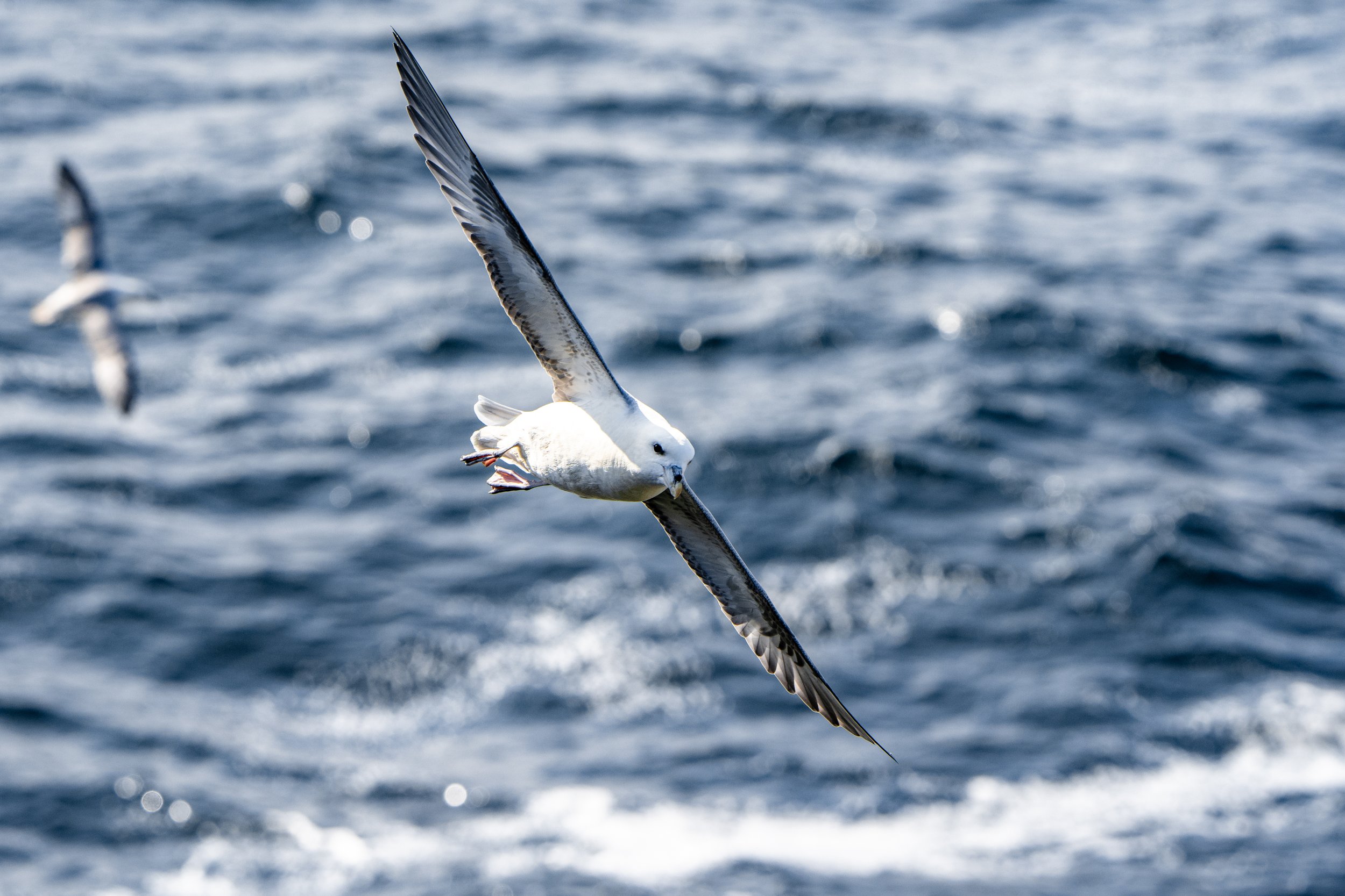 Fulmar
