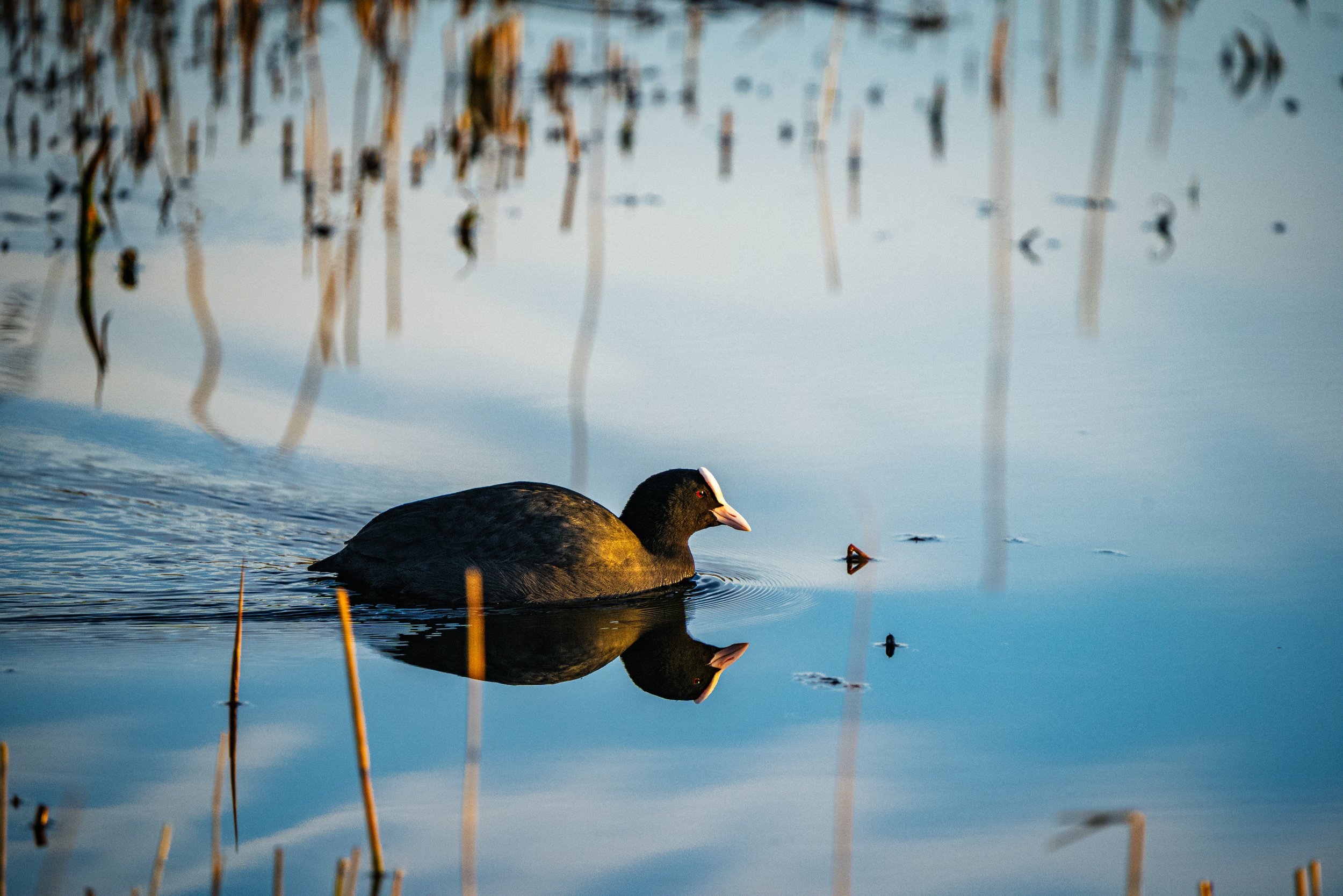 Coot