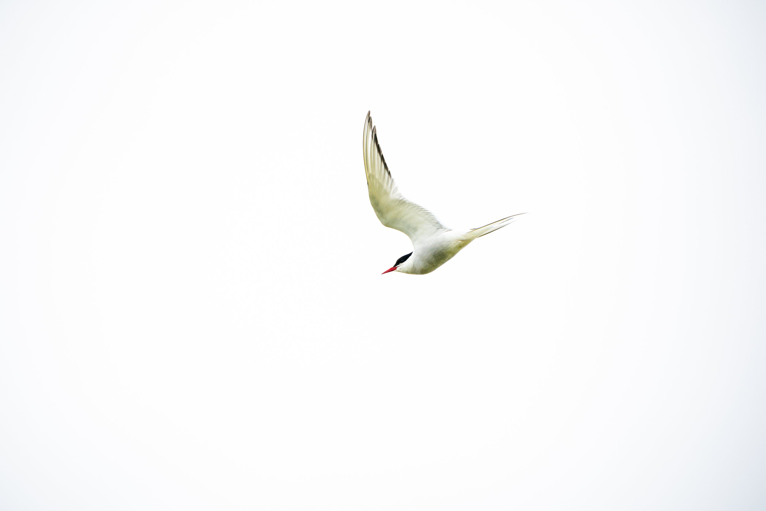 Arctic Tern