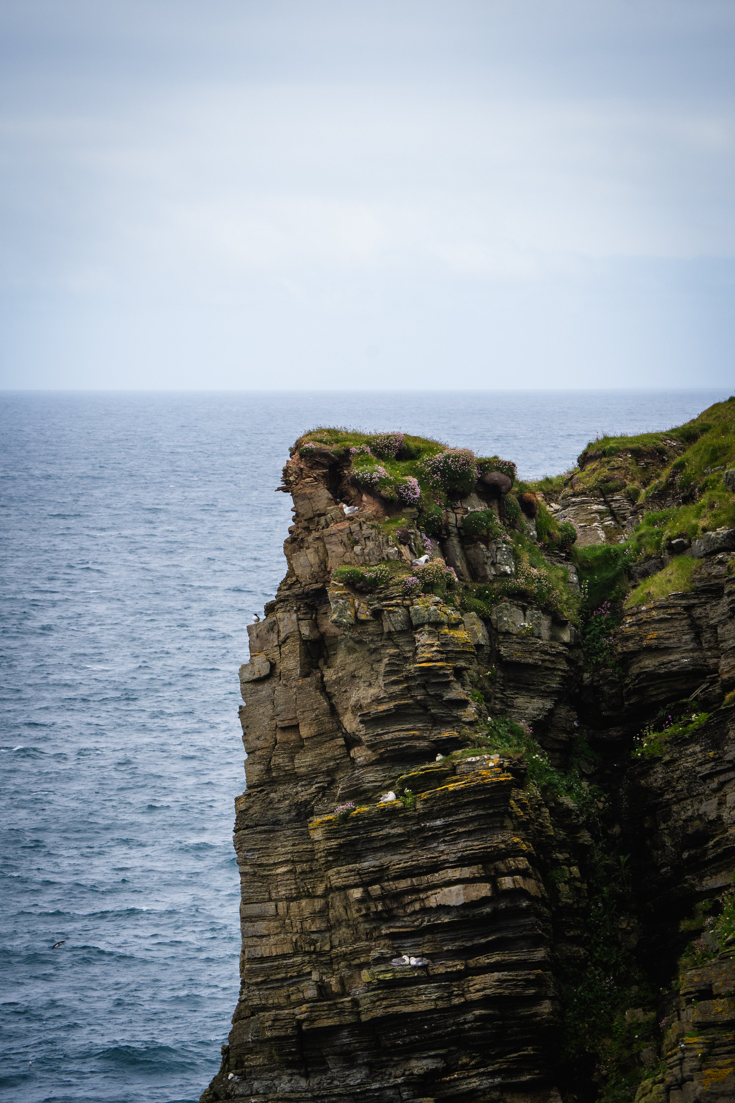 Northern Fulmar Colony