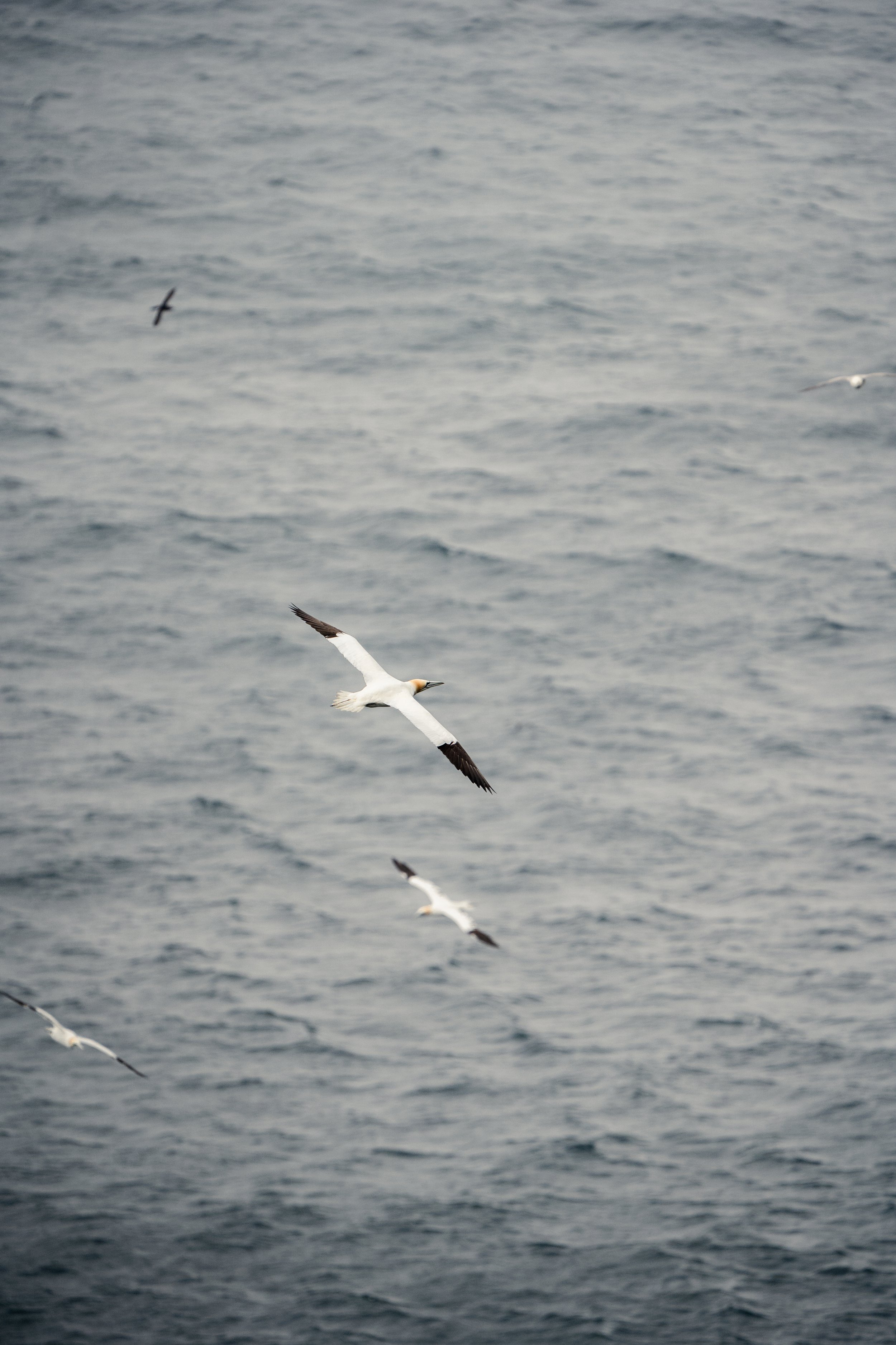 Northern Gannet