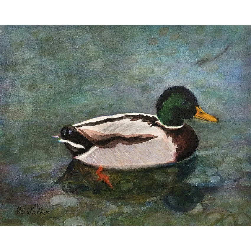 PORTRAIT D’UN COLVERT (Portrait of a Mallard)