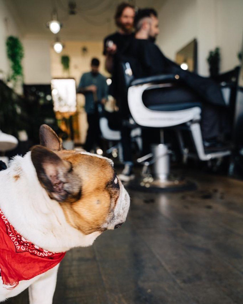 We&rsquo;re proud to offer everyone who walks through our door a safe space. Dexter knows 🐶 
.
.
.
.
.
.
.
.
.
.
#barber #barberlife #barberlove #barbergang #barbershop #hair #beard #haircut #hairstyle #hairstylist #instahair #hairgoals #coolhair #h